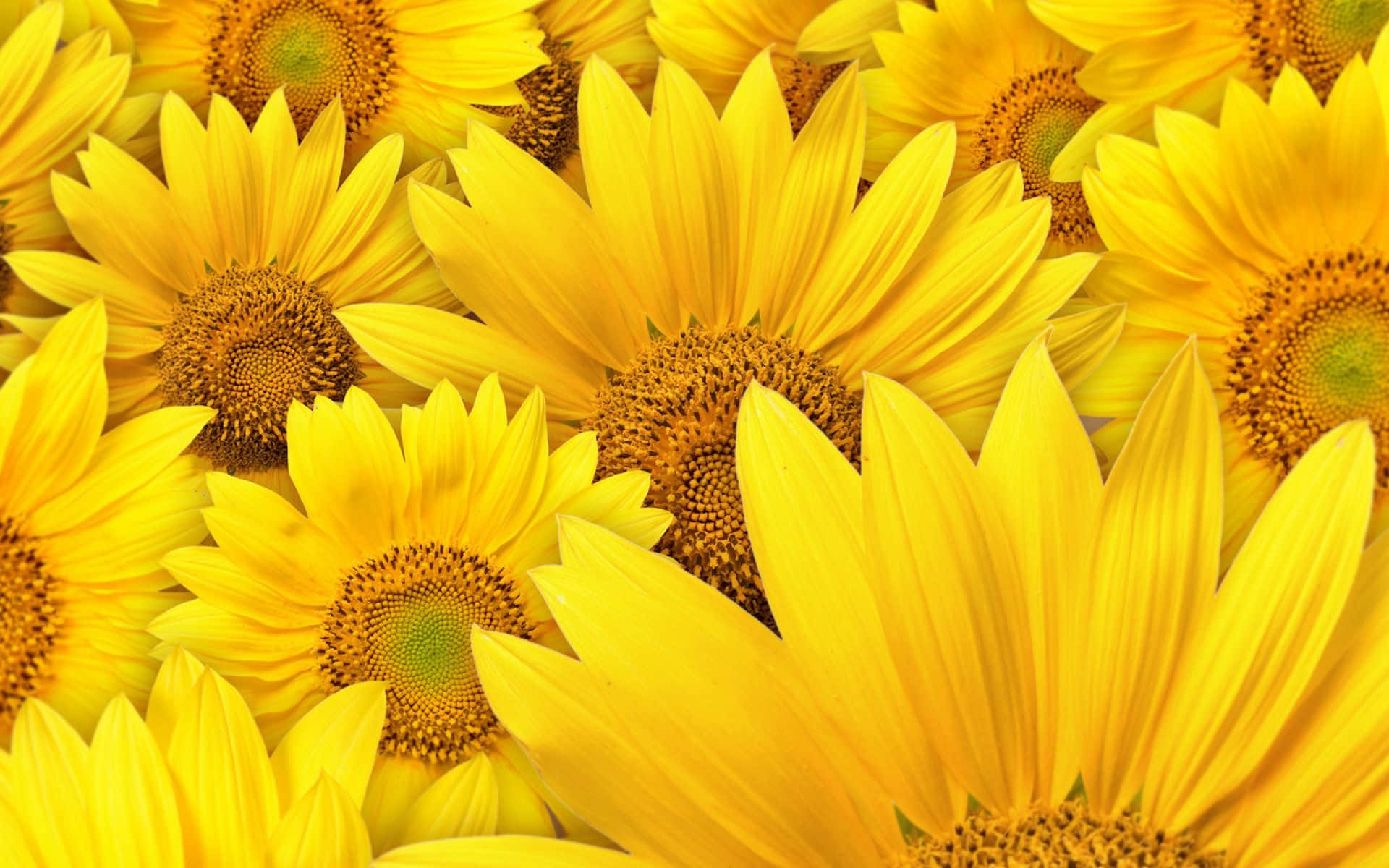 sunflowers, yellow, petals, Full HD Desktop Wallpaper