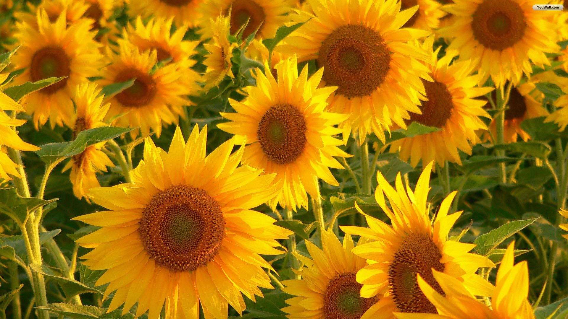 sunflower field, yellow aesthetic, sunset, Full HD Desktop Wallpaper