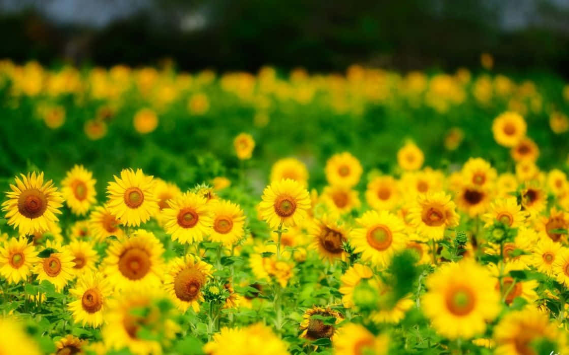 Sunflower Yellow, sunflowers, bright daylight, SD Desktop Wallpaper