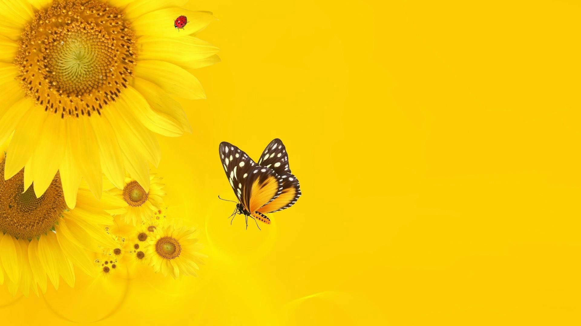 Sunflower Yellow, ladybug, black and orange butterfly, Full HD Desktop Wallpaper