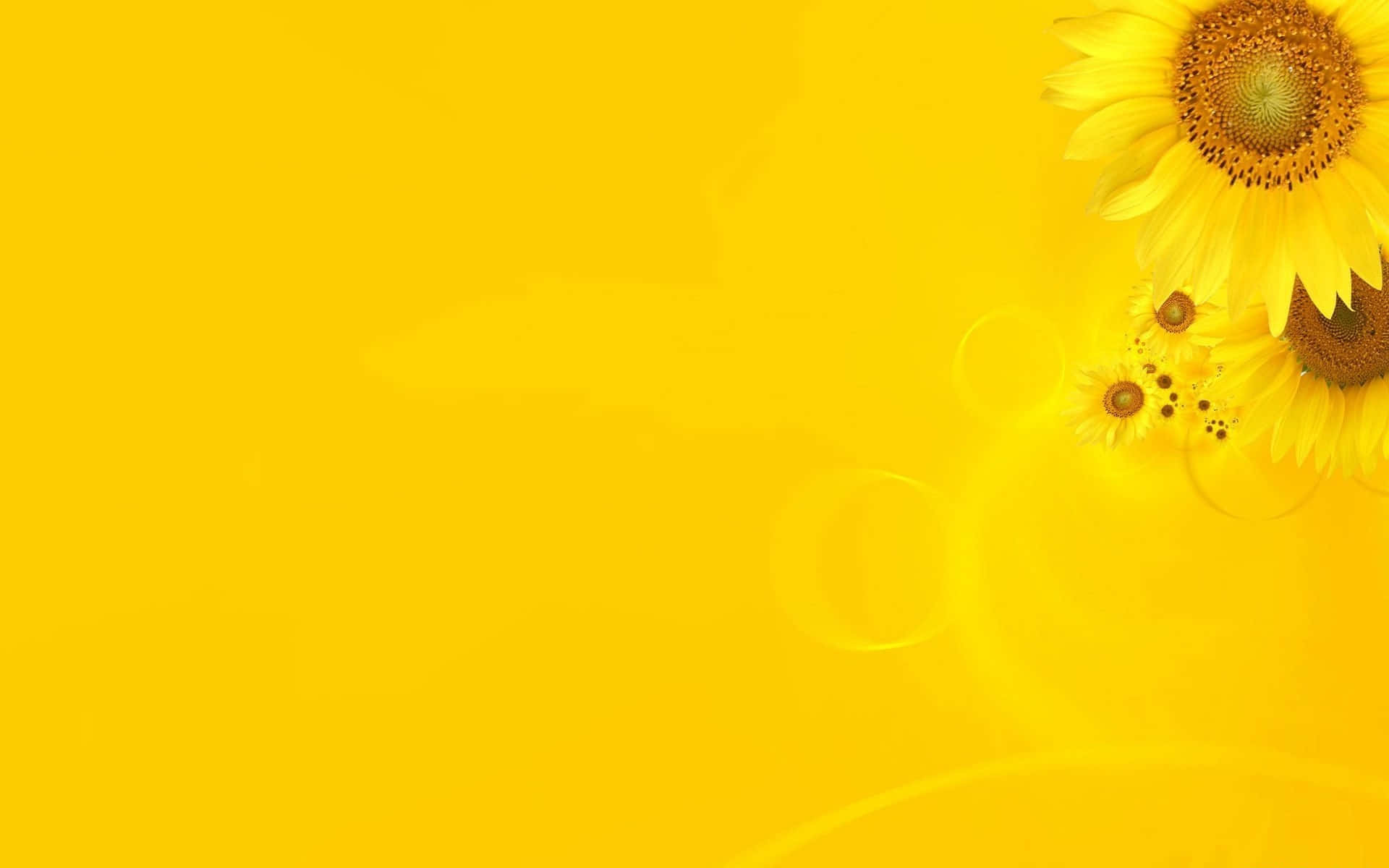 sunflower, vibrant yellow, golden background, Full HD Desktop Wallpaper