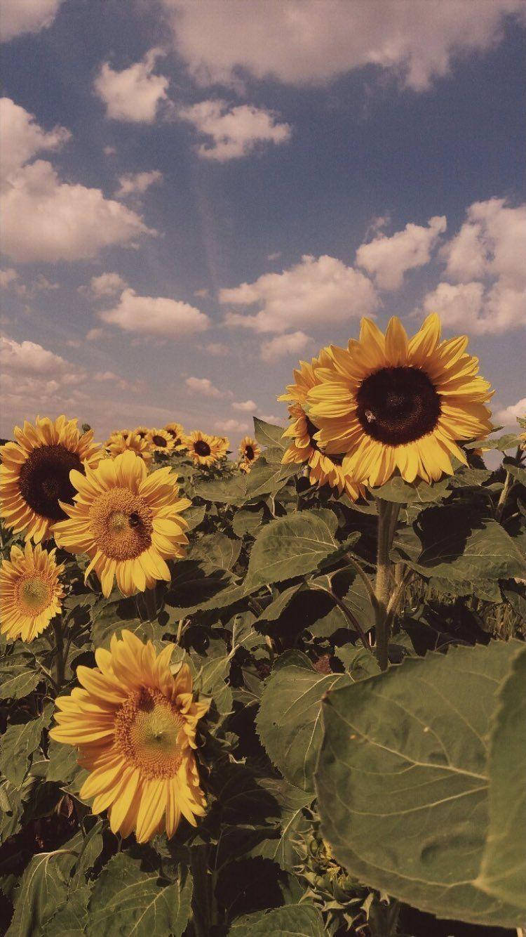 sunflower, bright blue sky, fluffy white clouds, HD Phone Wallpaper
