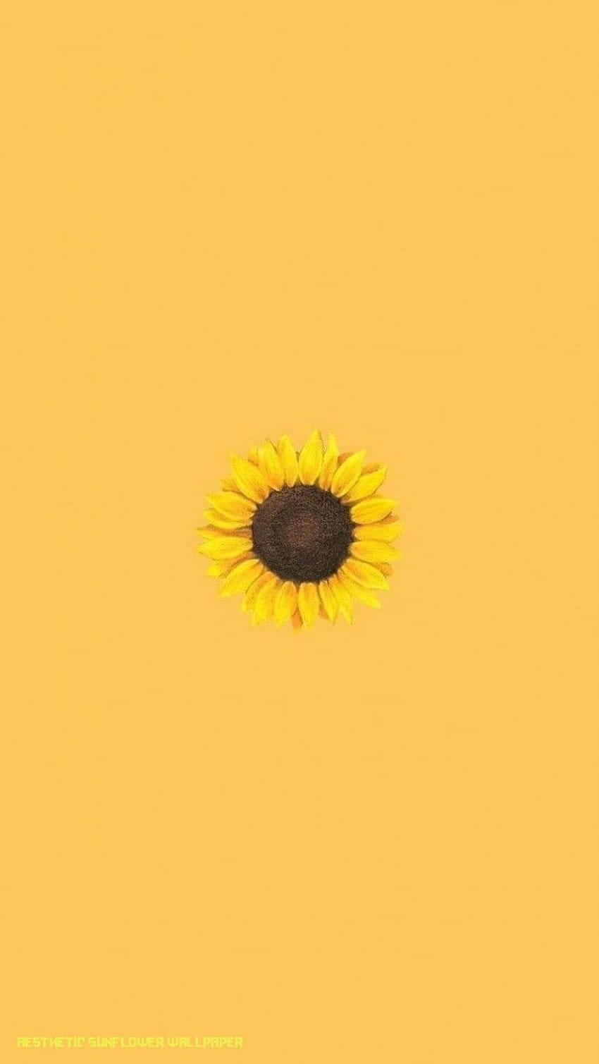 yellow sunflower aesthetic, bright yellow petals, dark center, HD Phone Wallpaper