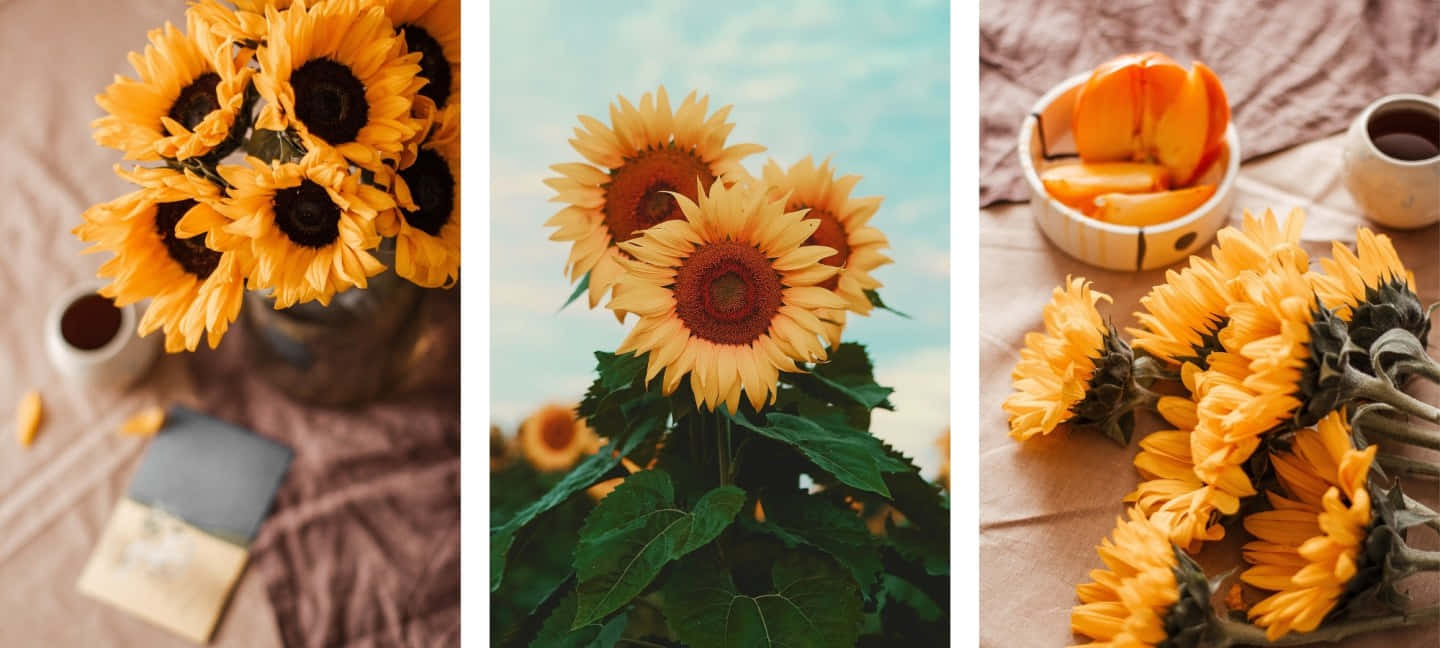 sunflower, yellow, rustic still life, HD Desktop Wallpaper
