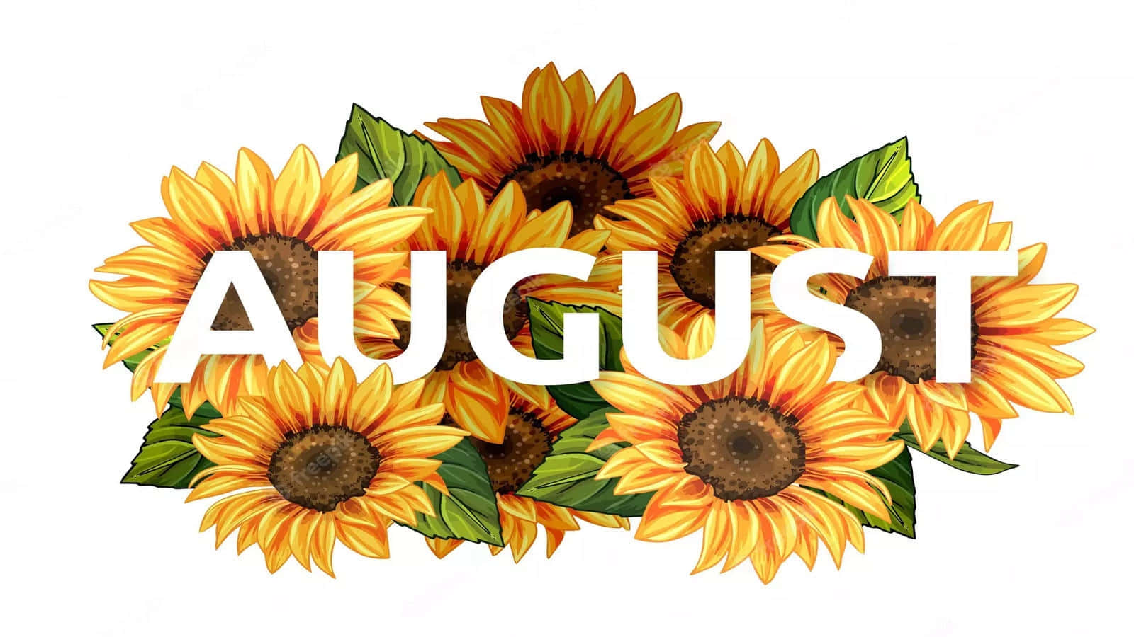 August, sunflowers, white text, HD Desktop Wallpaper