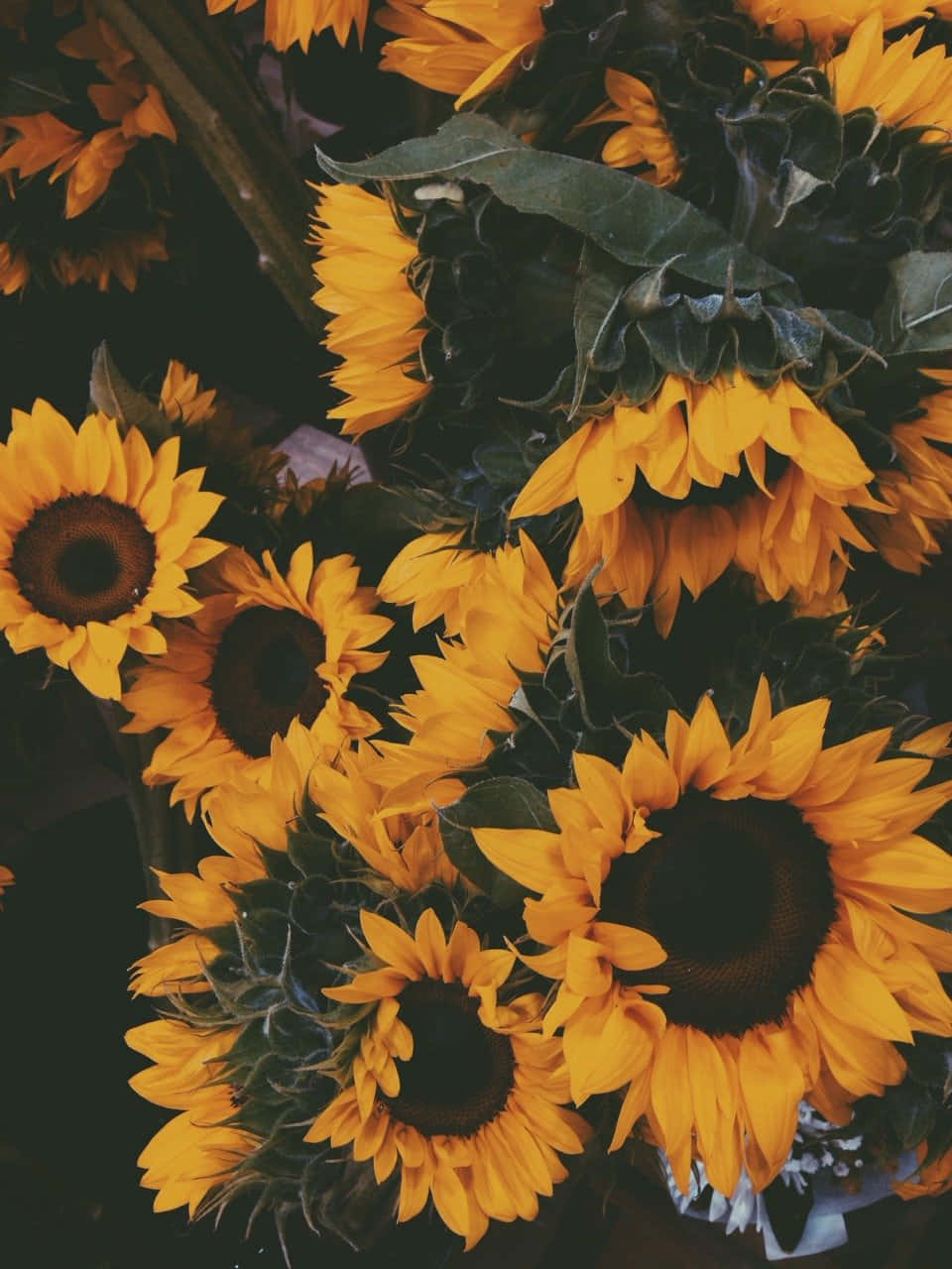 vintage sunflower bouquet, vibrant yellow sunflowers, dark centers, HD Phone Wallpaper