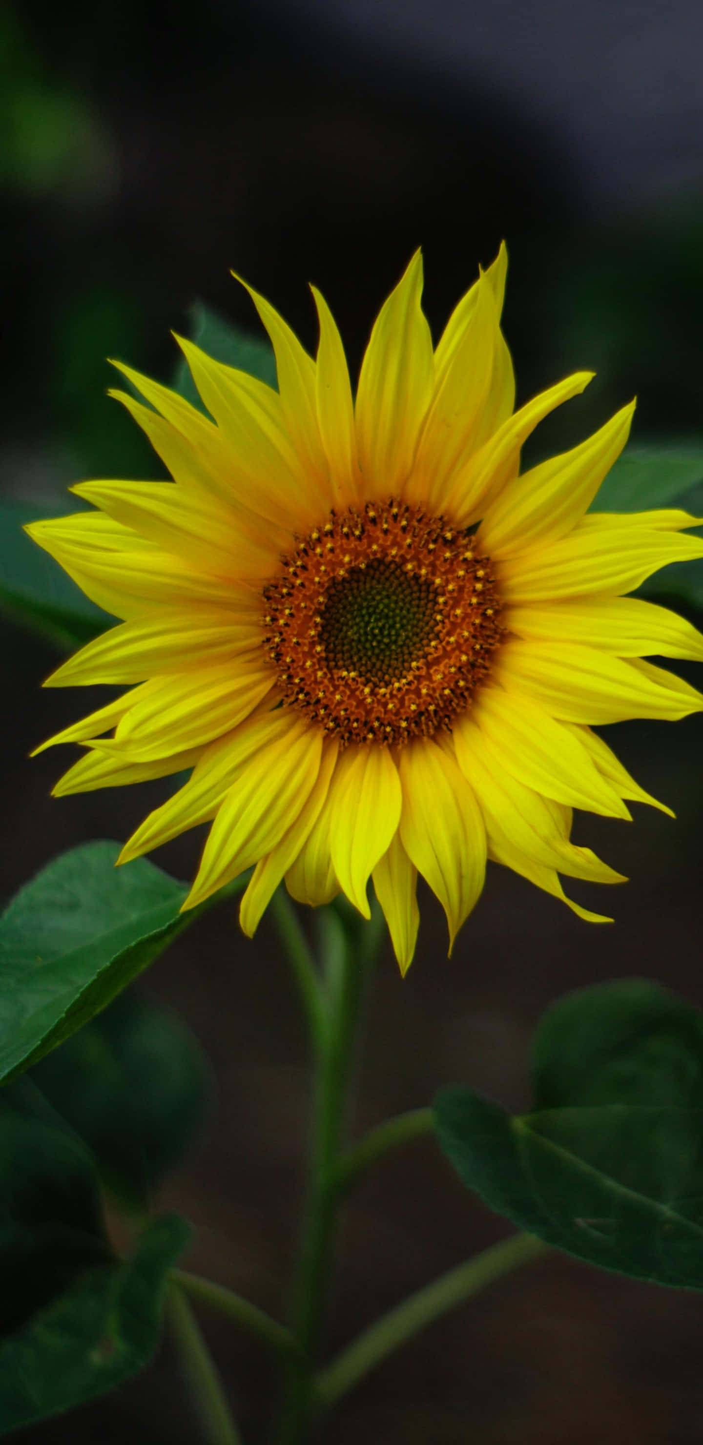 vibrant yellow sunflower, detailed petals, textured brown center, 2K Phone Wallpaper