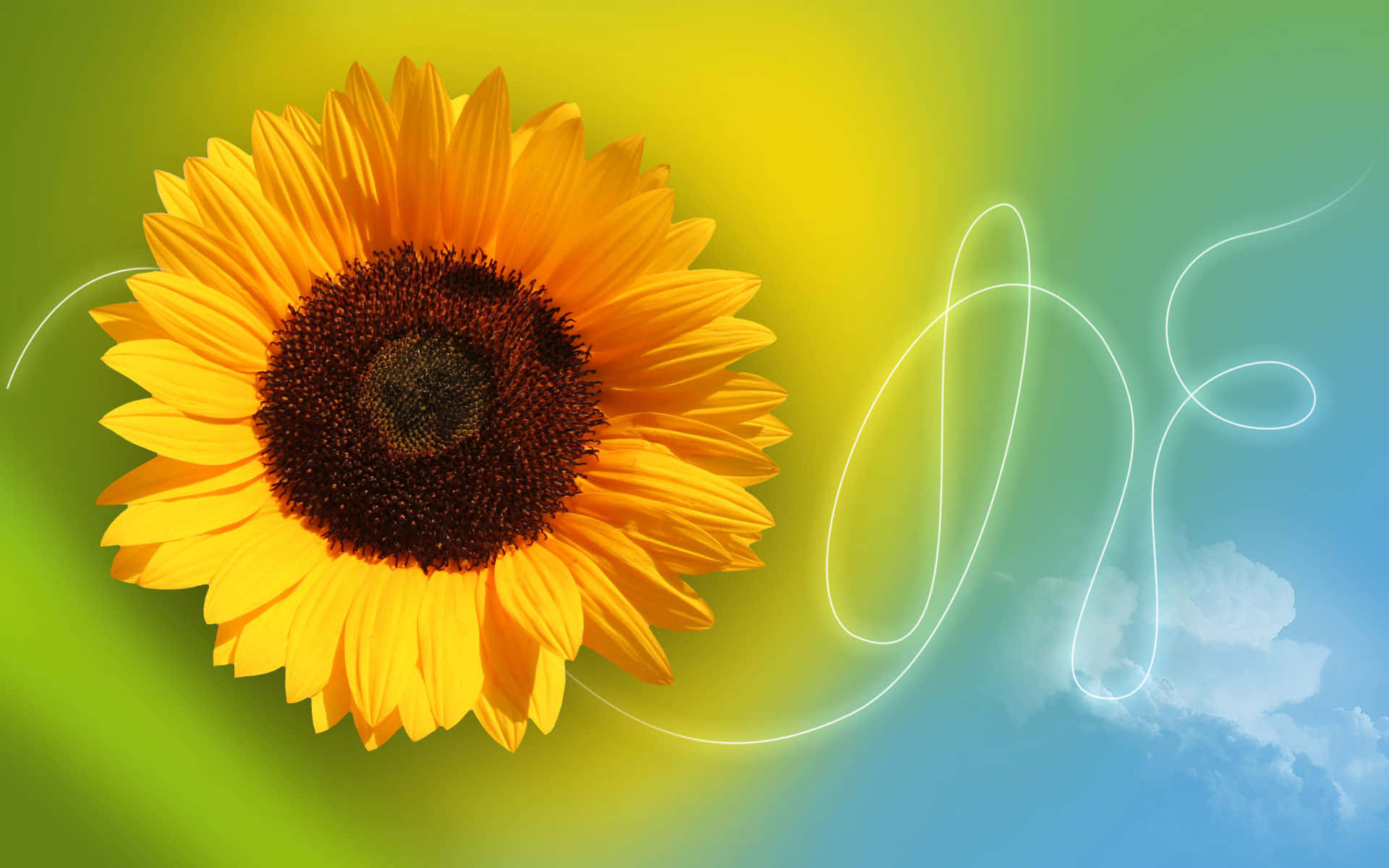 vibrant sunflower, golden petals, dark center, Full HD Desktop Wallpaper