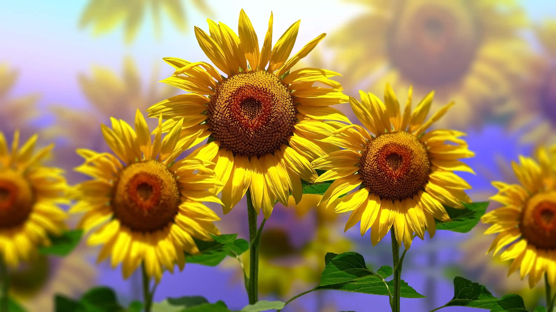 bright yellow sunflowers, golden petals, dark centers, Full HD Desktop Wallpaper