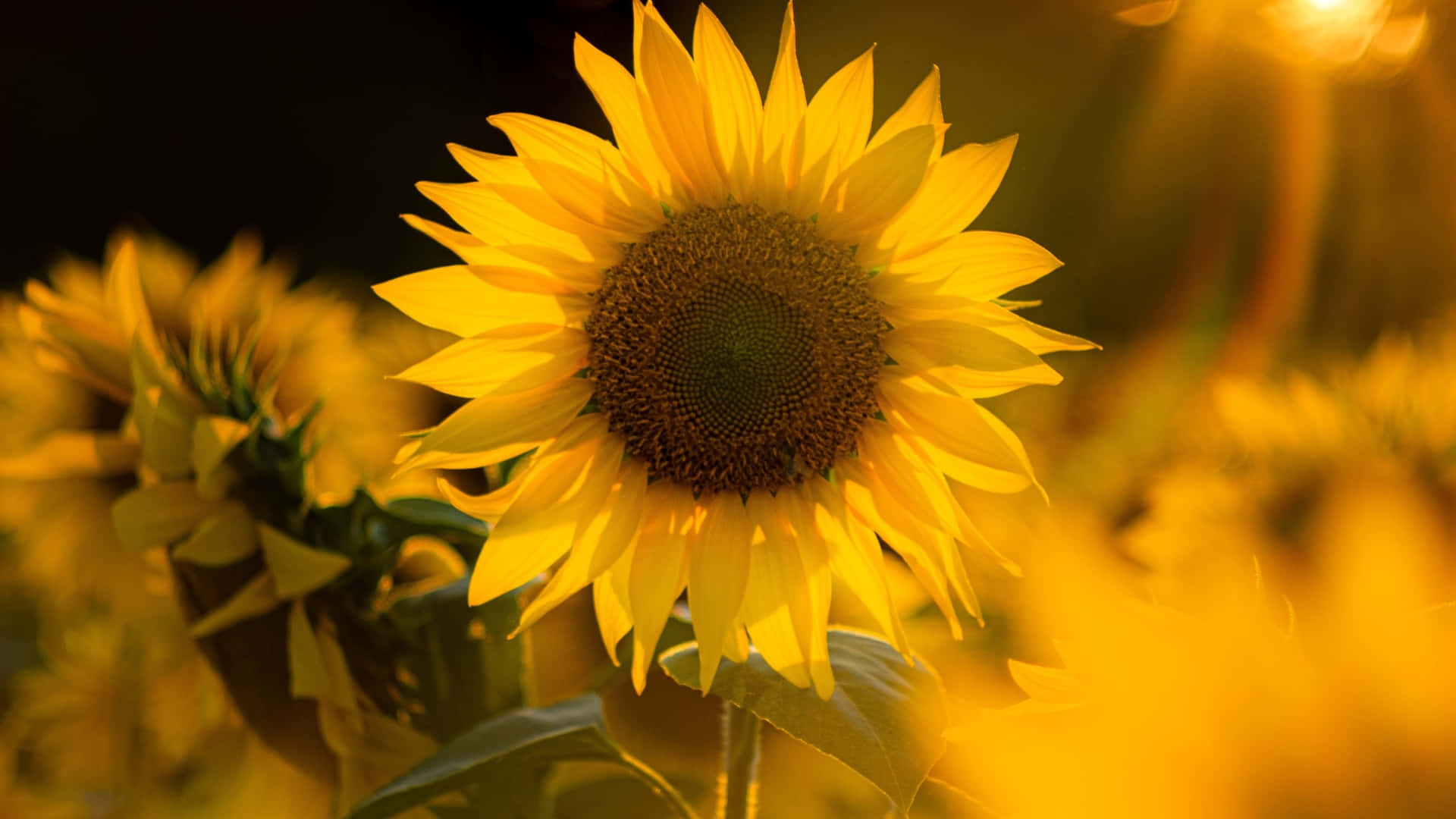 sunflower, golden light, bright yellow petals, Full HD Desktop Wallpaper