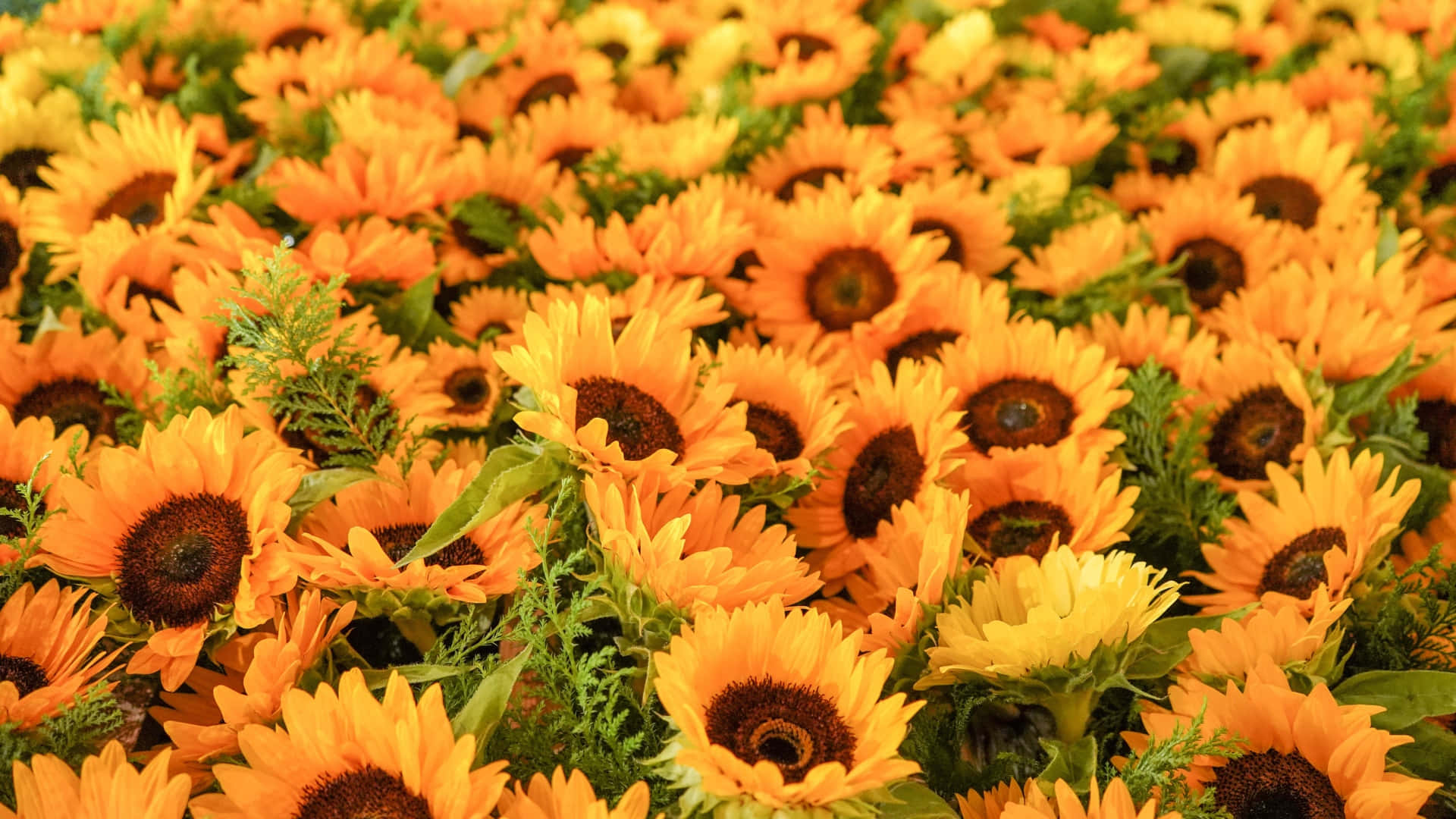 vibrant yellow sunflower field, orange sunflowers, dark brown centers, Full HD Desktop Wallpaper