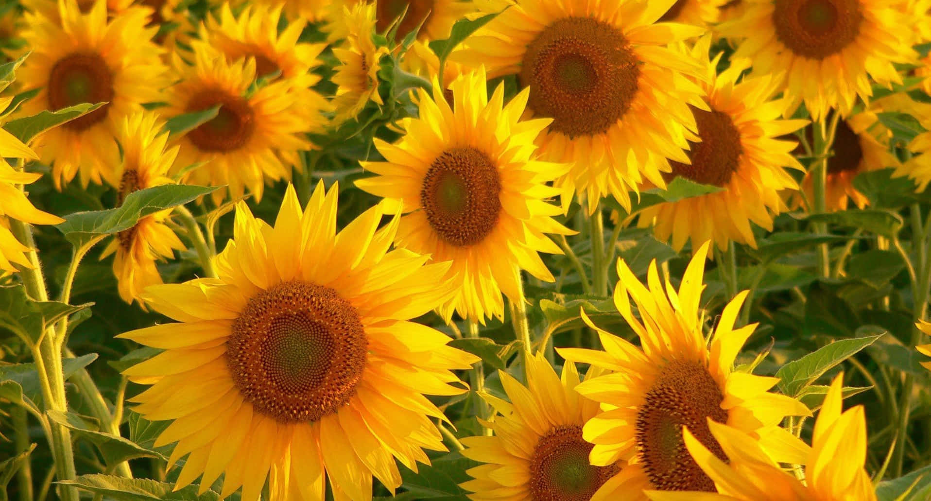 sunflowers, dense field, warm sunlight, HD Desktop Wallpaper