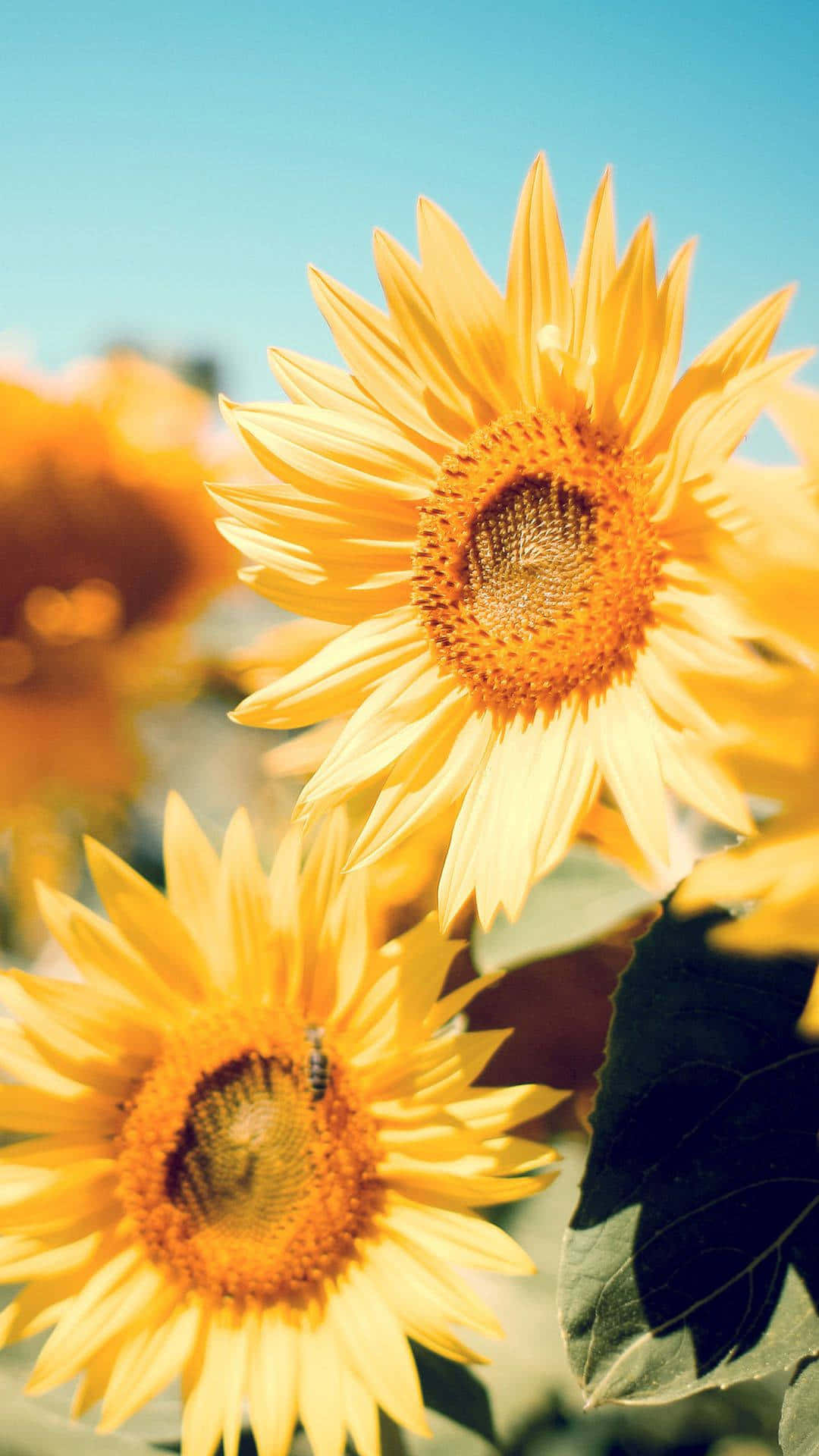 Sunflower, iPhone, clear blue sky, Full HD Phone Wallpaper