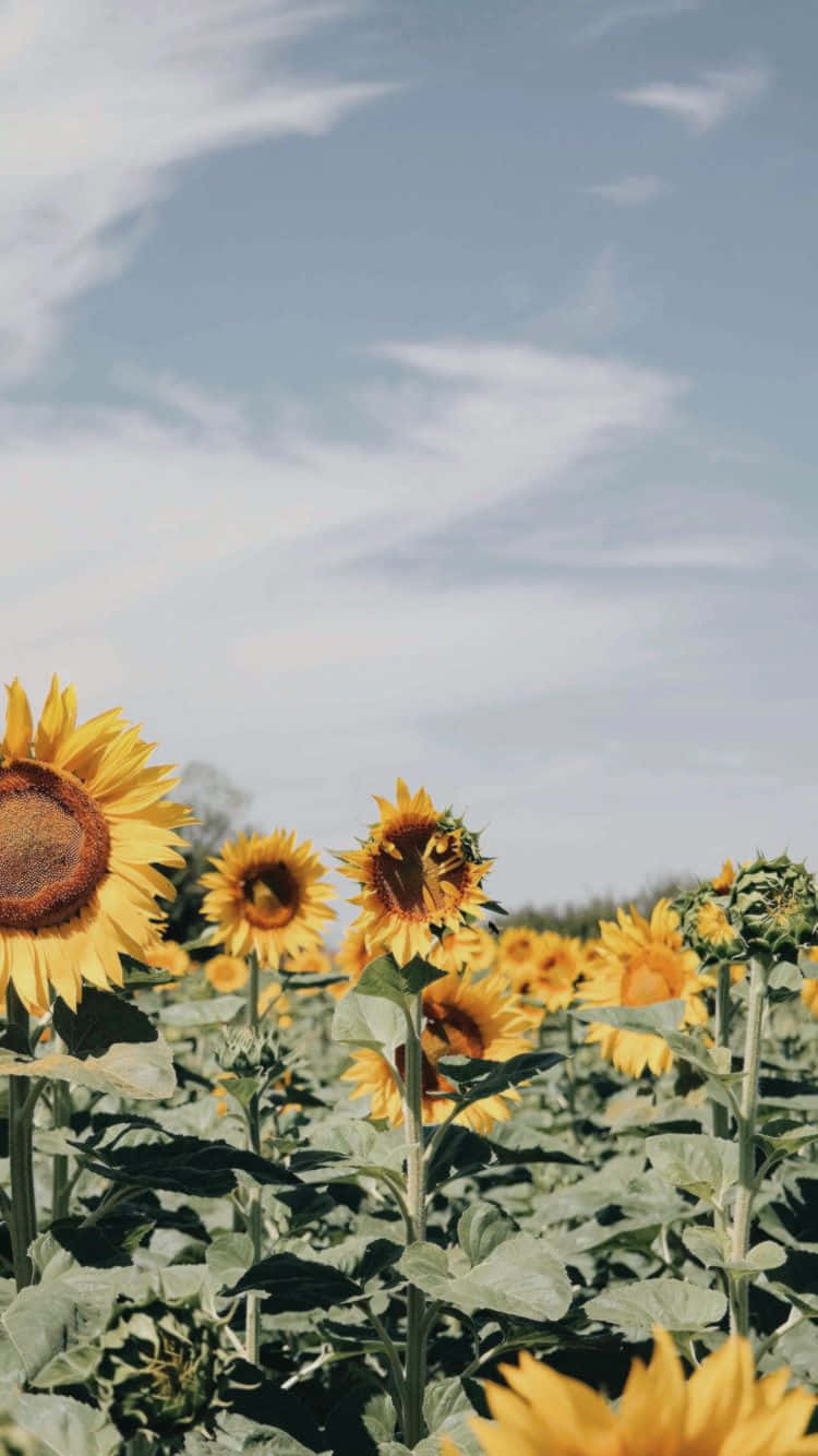 sunflower, yellow, tumblr aesthetic, HD Phone Wallpaper