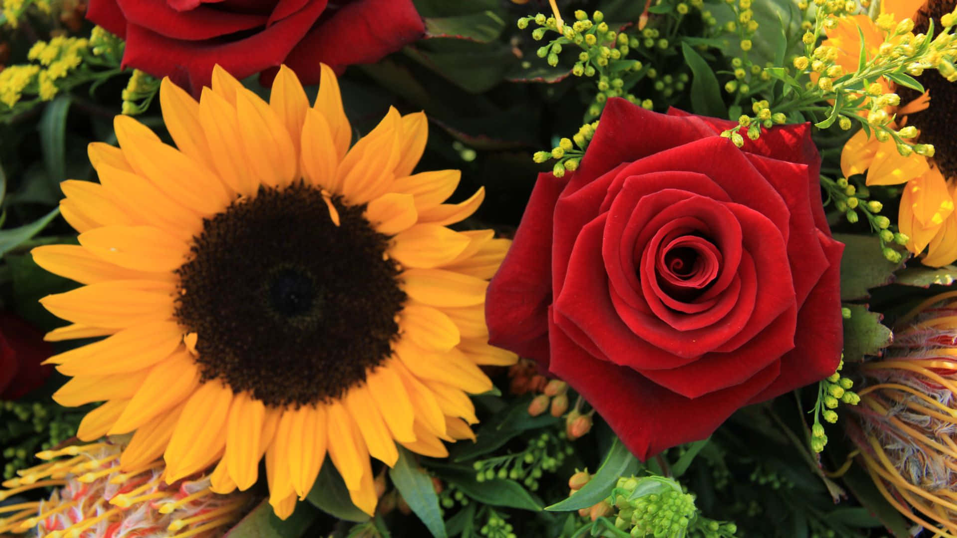 sunflower, rose, deep red rose, Full HD Desktop Wallpaper