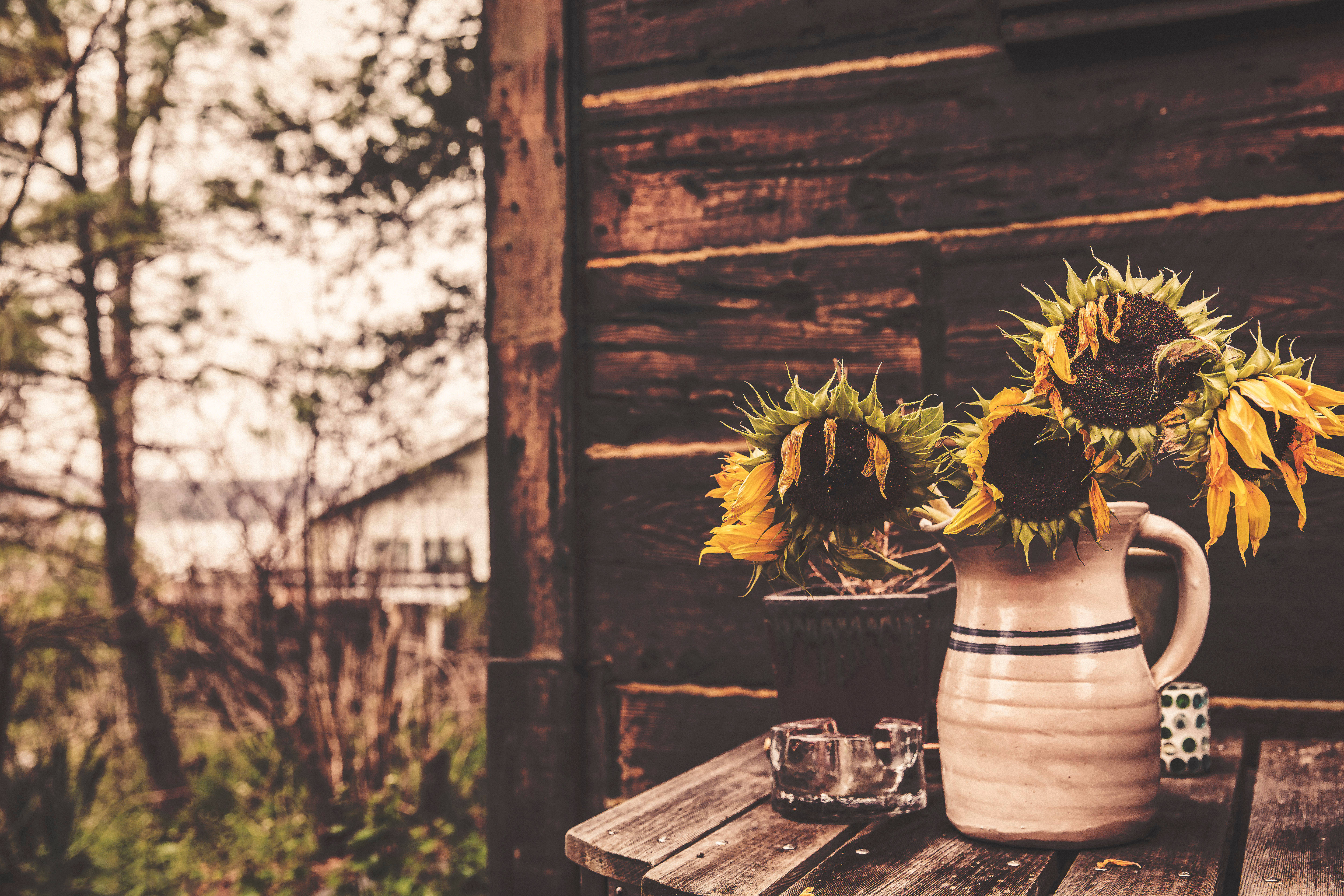 wilted sunflowers, ceramic jug, weathered wooden table, 5K Desktop Wallpaper