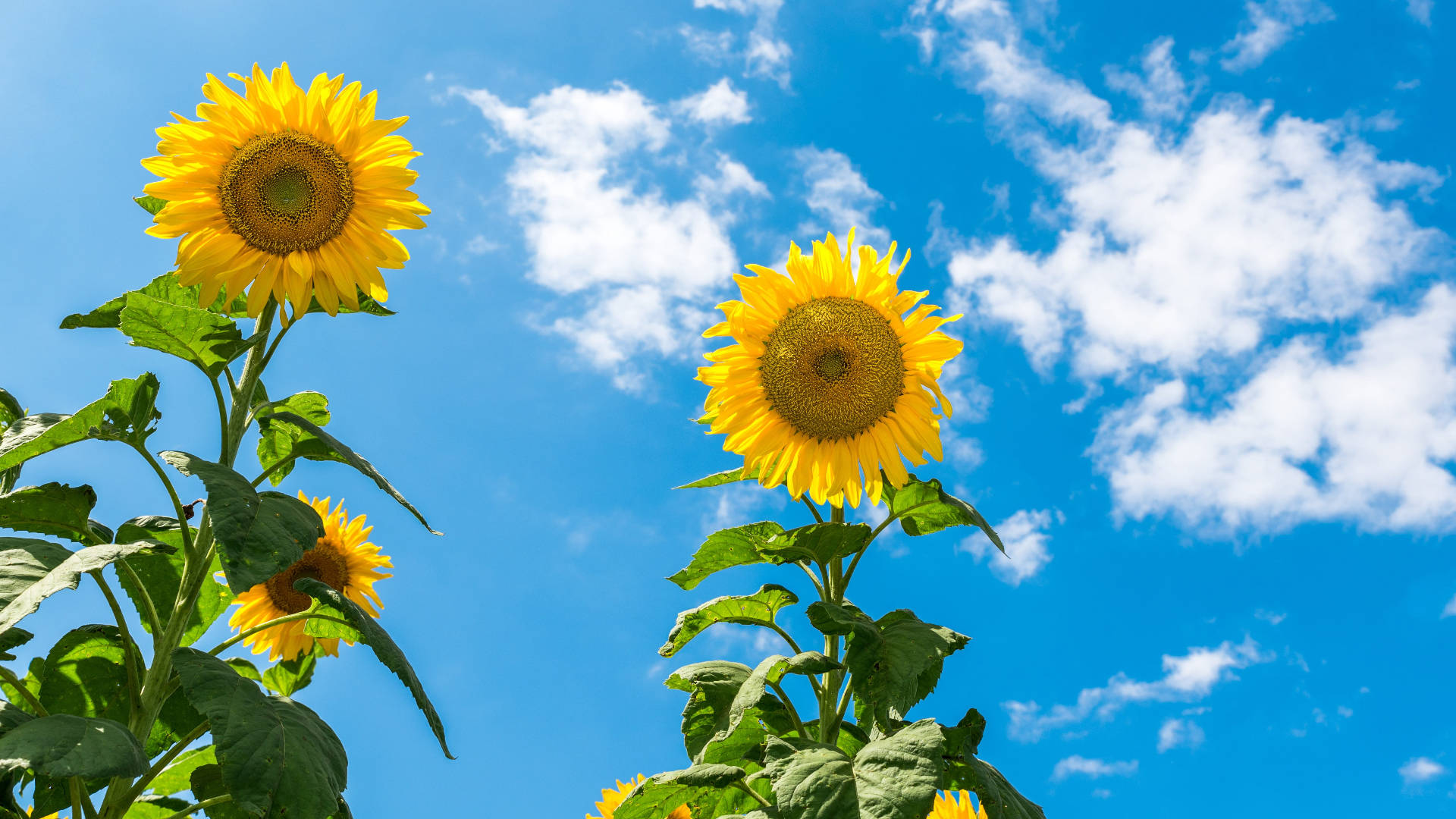 Sunflower, laptop, vibrant sunflowers, Full HD Desktop Wallpaper