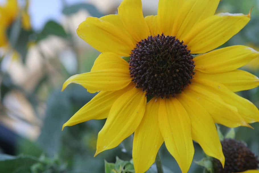 sunflower, vibrant yellow, dark brown center, SD Desktop Wallpaper