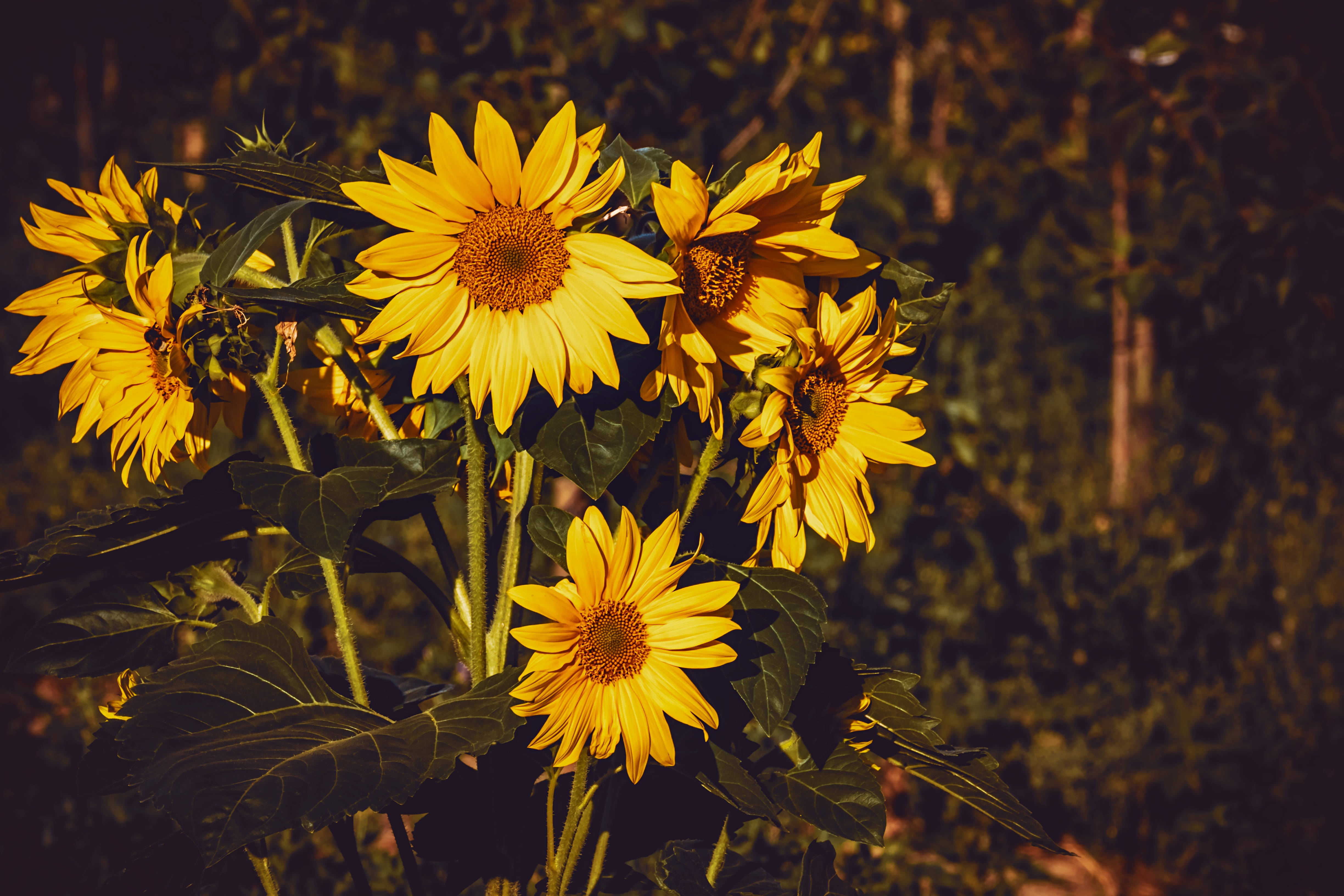 vintage yellow sunflowers, golden rays, warm sunlight, 4K Desktop Wallpaper