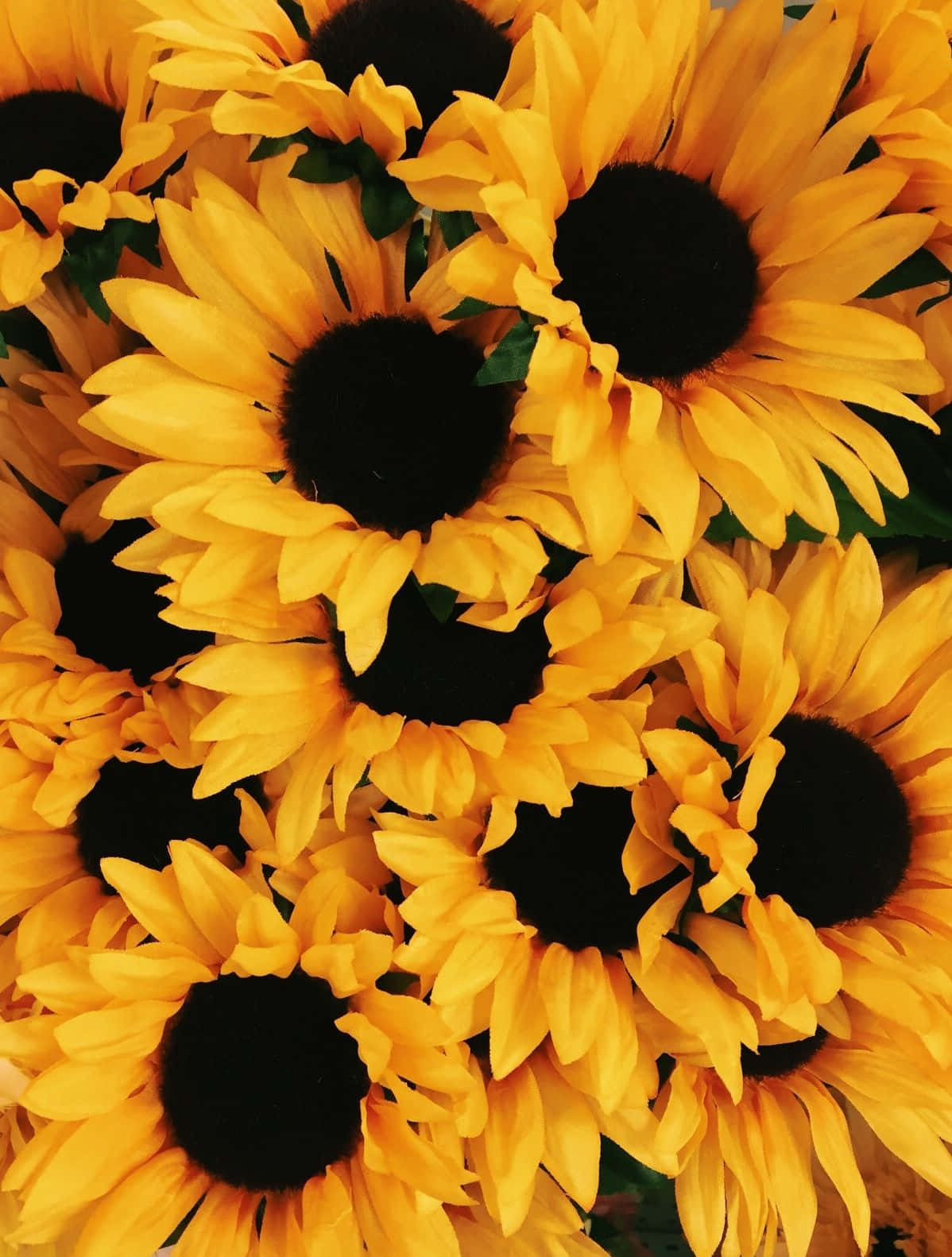 Sunflower, vibrant yellow, dark centers, HD Phone Wallpaper