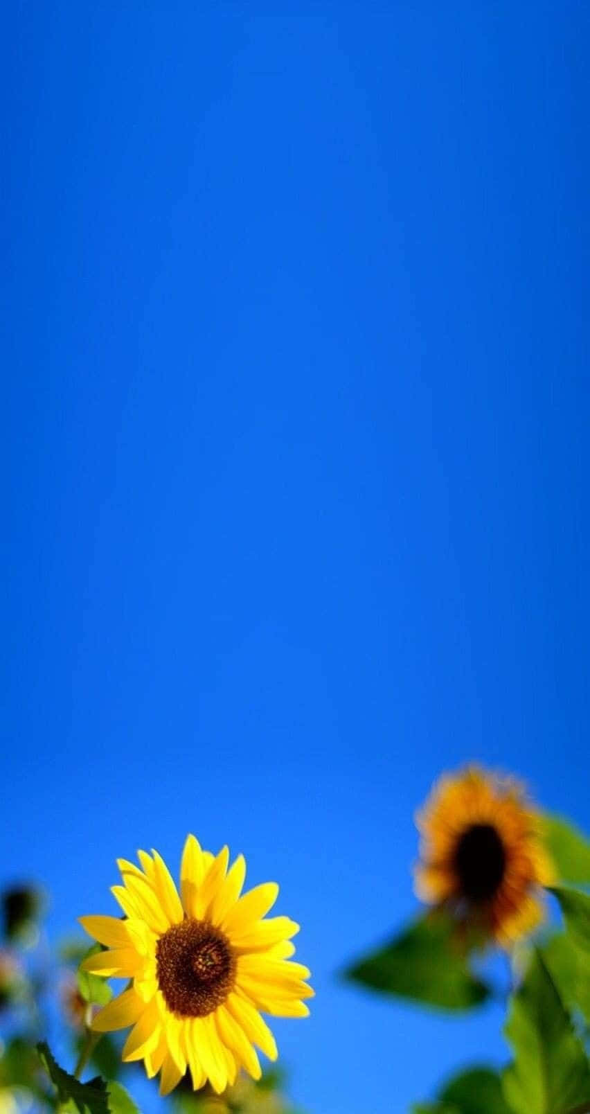 Sunflower, Blue Sky, iPhone, HD Phone Wallpaper