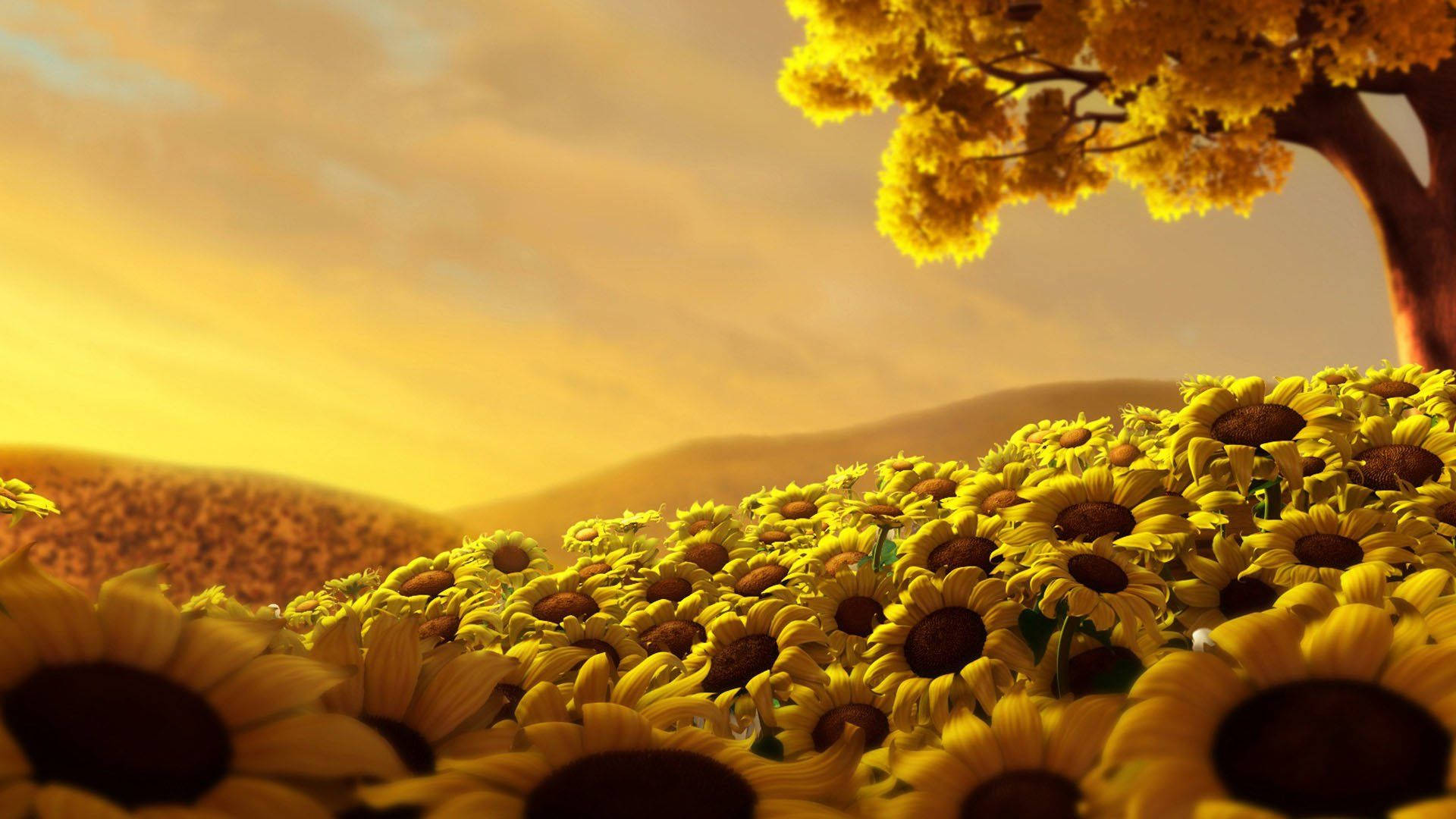 sunflower field, golden sunflower field, warm sunset sky, Full HD Desktop Wallpaper
