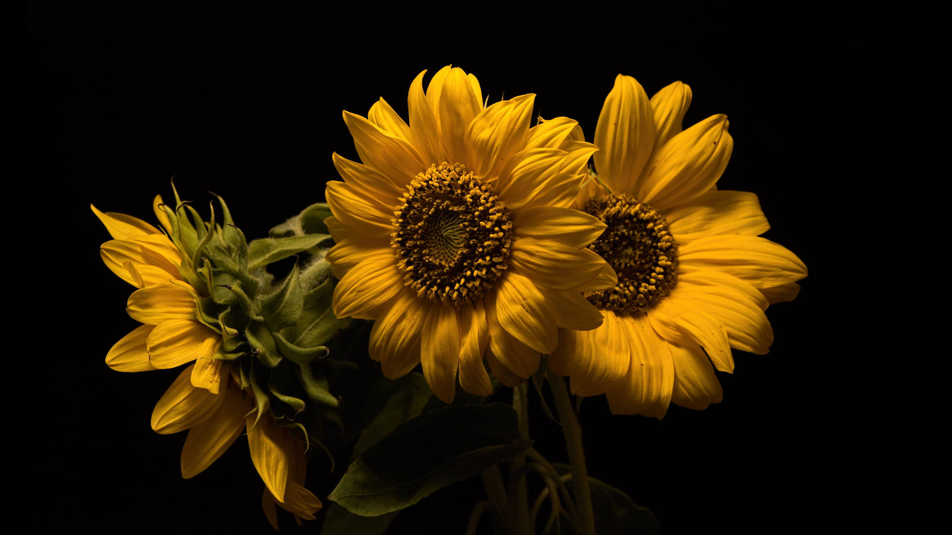 Black Sunflower Laptop, sunflowers, vibrant yellow petals, Full HD Desktop Wallpaper