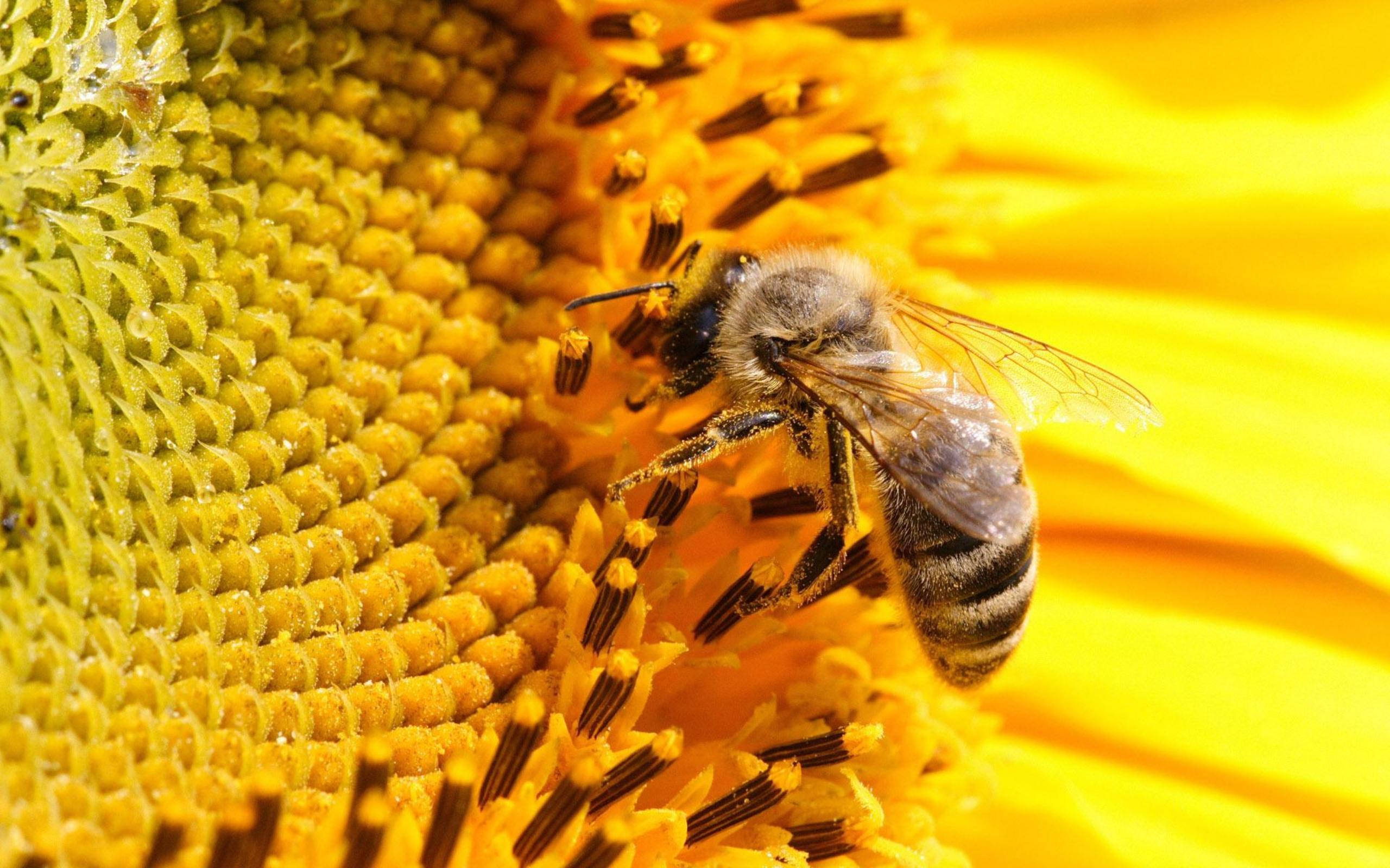 bee, pollen, sunflower, 2K Desktop Wallpaper