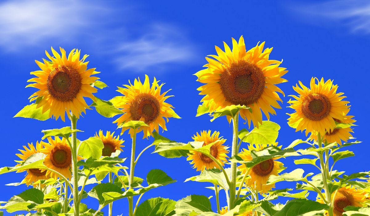 sunflowers field, summer, vibrant sunflowers, SD Desktop Wallpaper