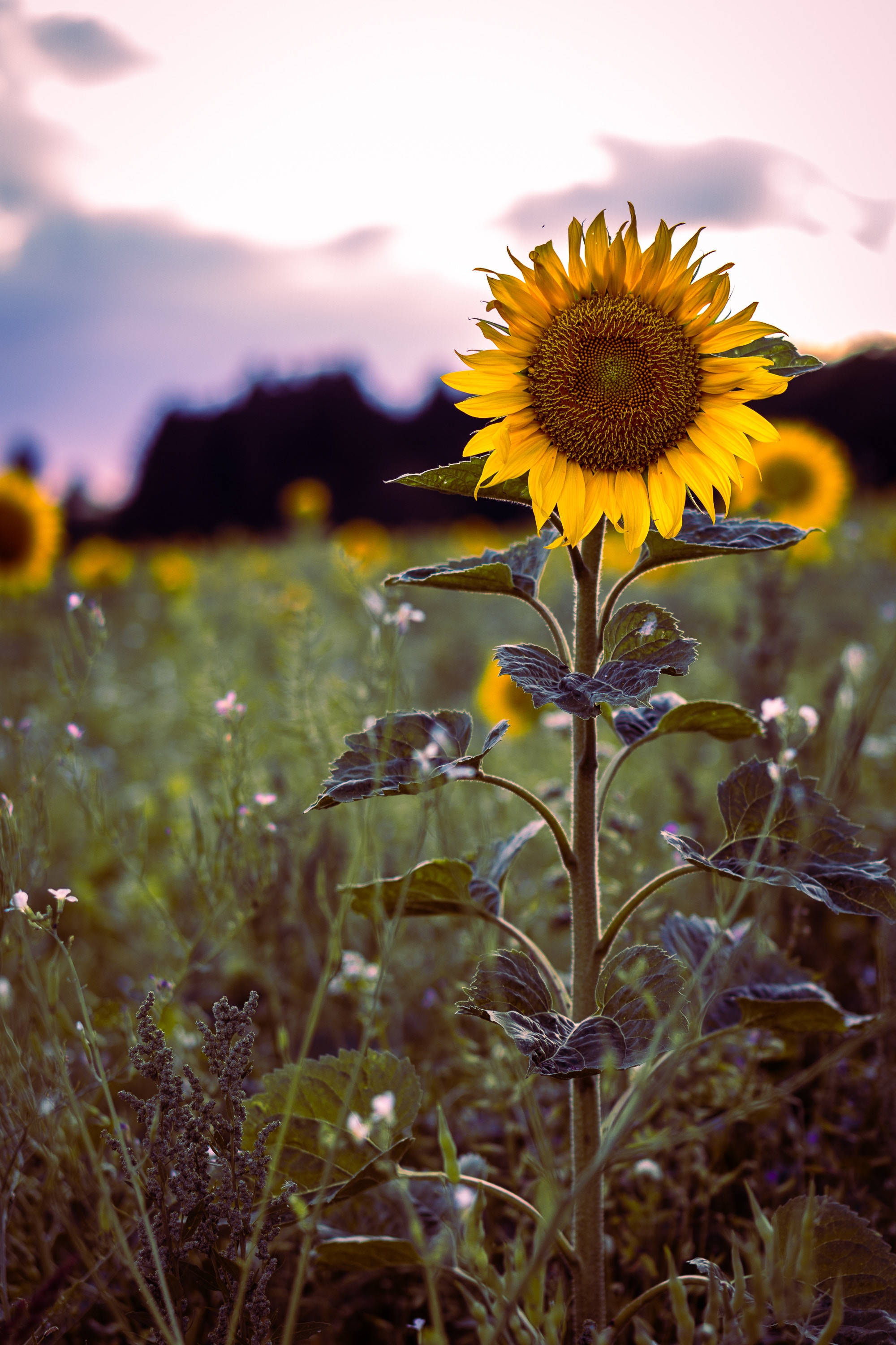 vintage sunflowers, field, sunset, 2K Phone Wallpaper