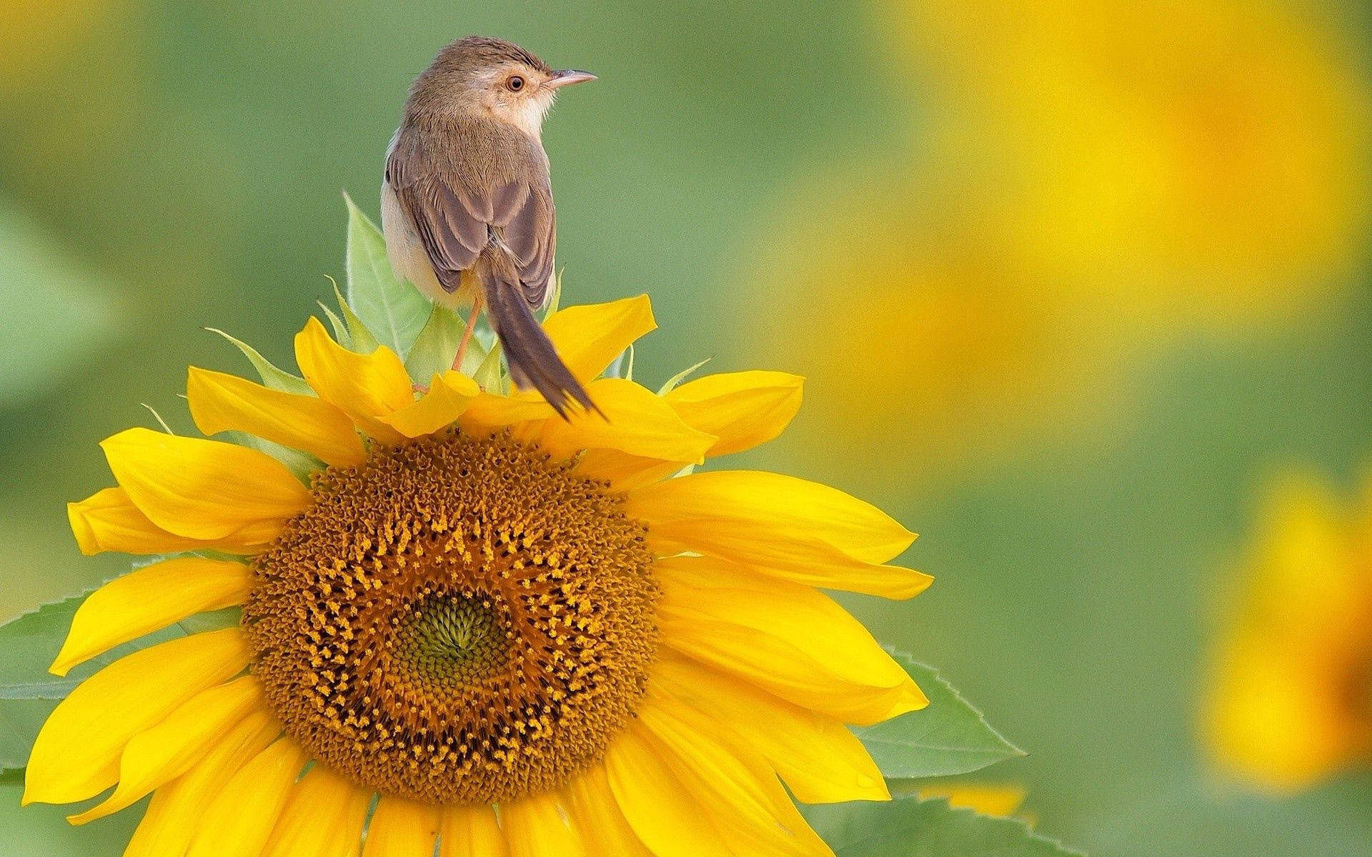 brown bird, vibrant yellow sunflower, soft green and yellow blurred background, Full HD Desktop Wallpaper