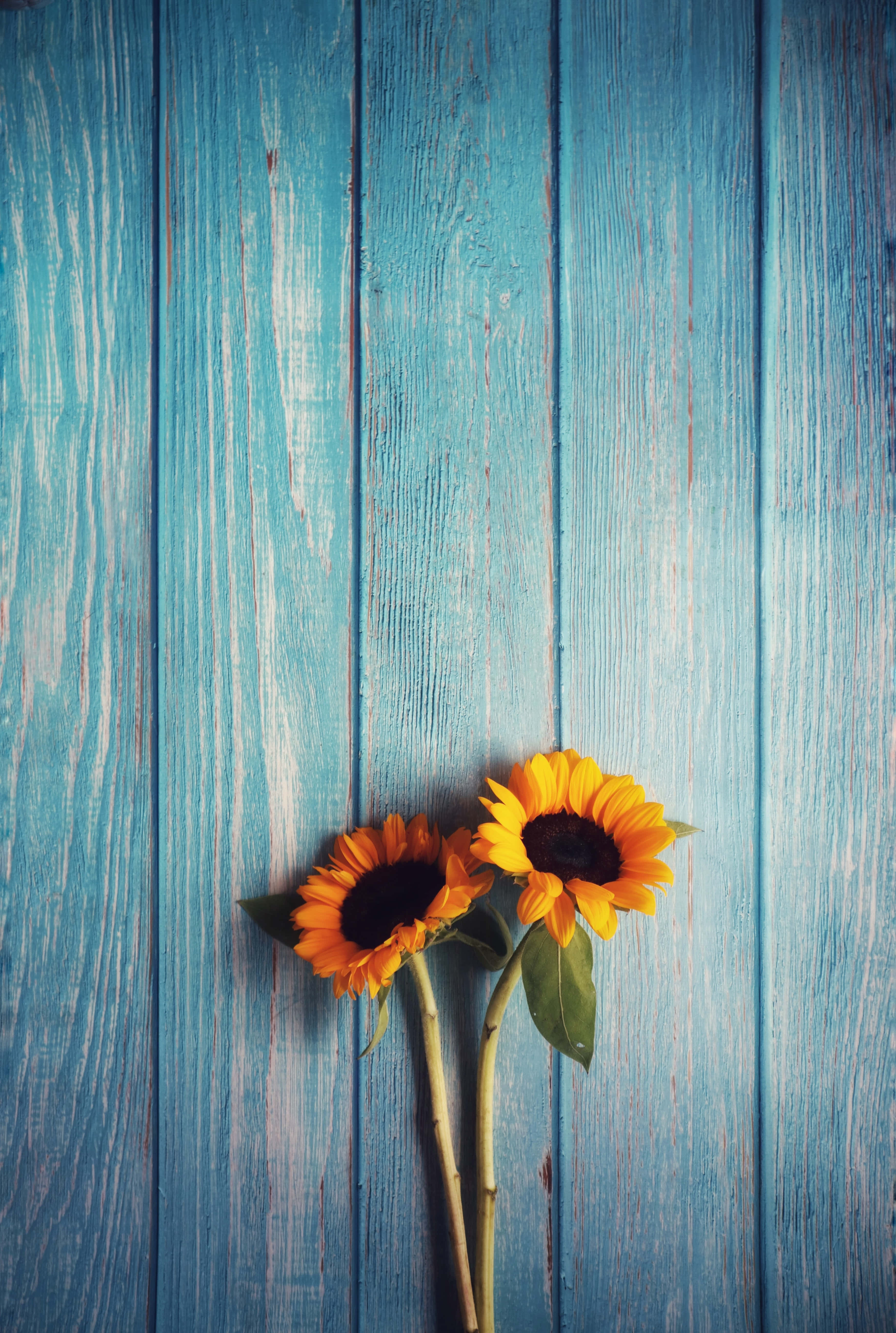 Sunflower Phone, wooden table, sunflowers, 5K Phone Wallpaper
