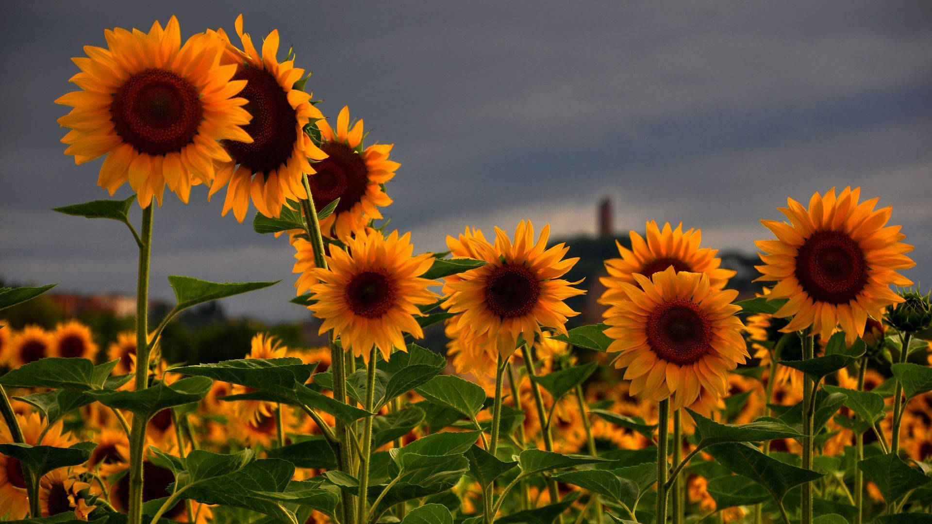 sunflower field, moody gray sky, distant hills, Full HD Desktop Wallpaper