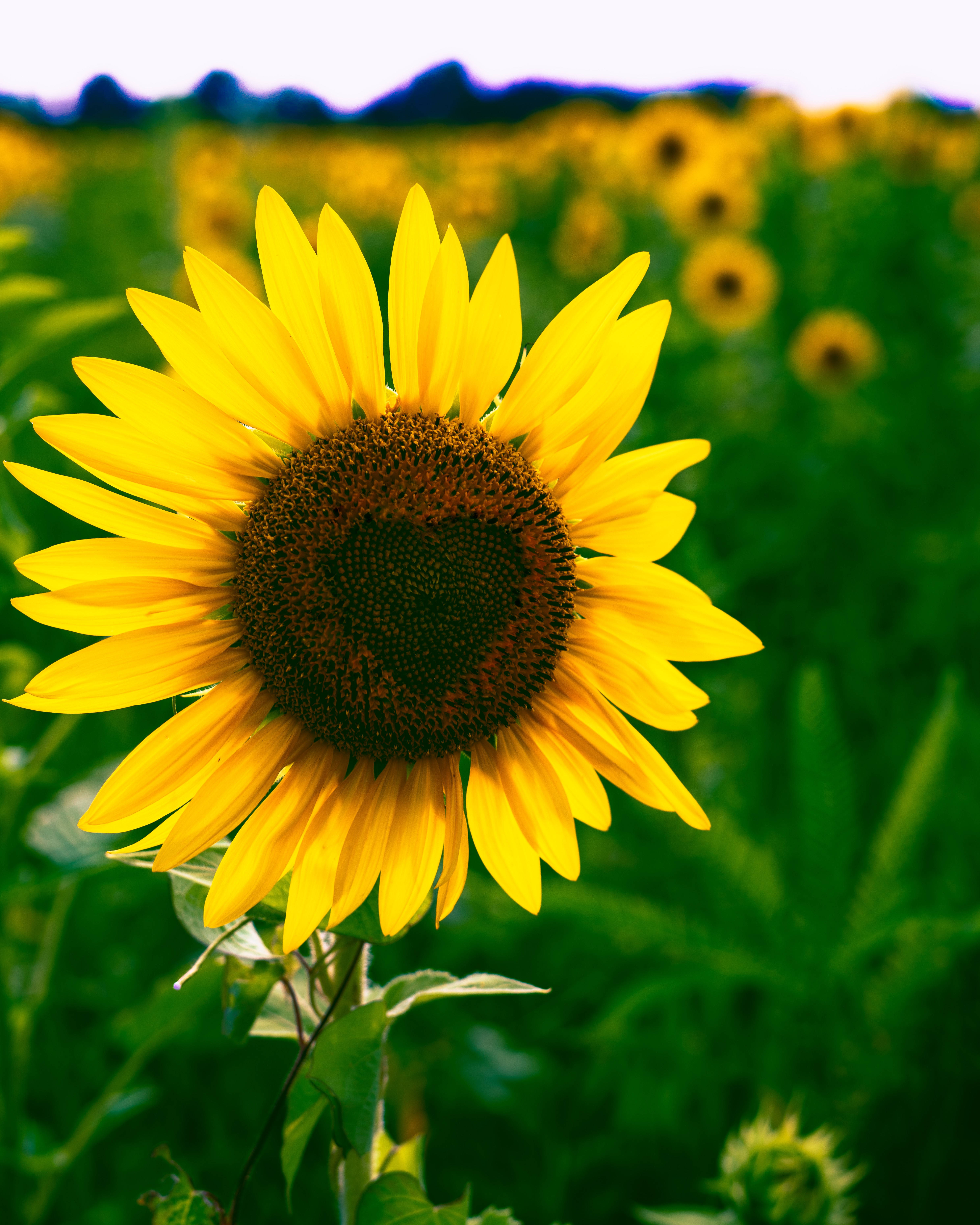 sunflower, heart-shaped disc florets, lush green field, 5K Phone Wallpaper