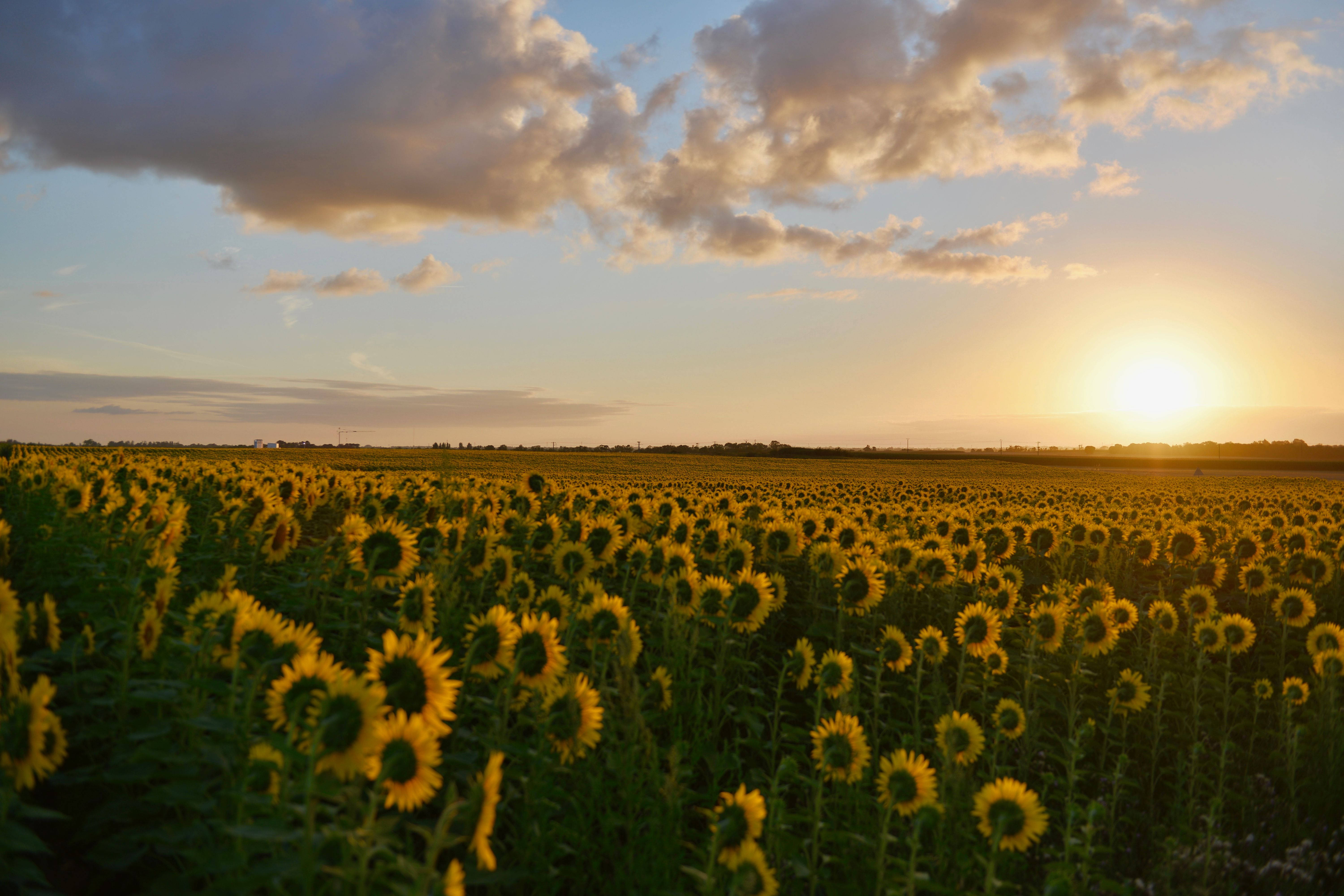 sunflower farm, sunset, golden light, 5K Desktop Wallpaper