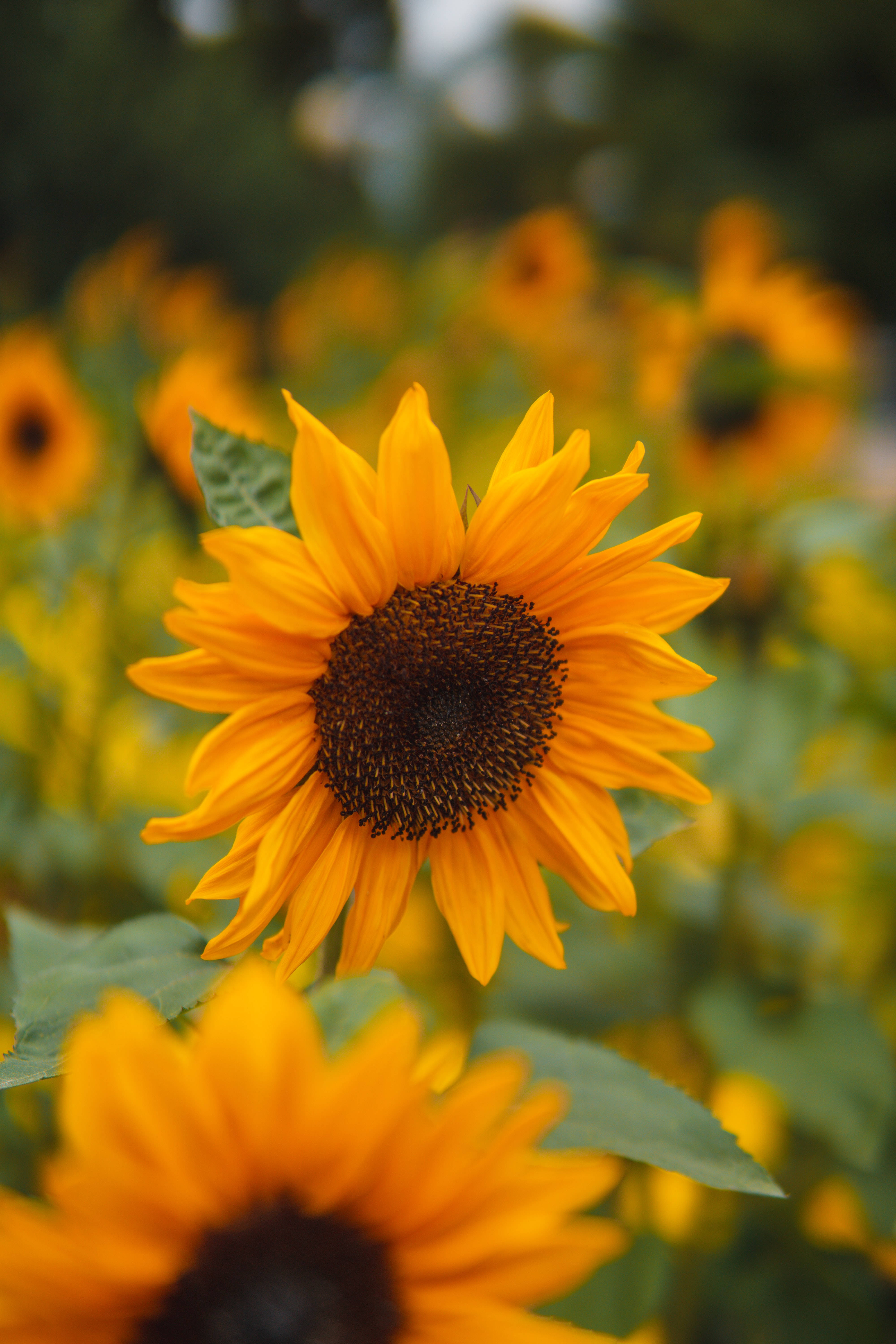 sunflower, yellow petals, dark center, 5K Phone Wallpaper