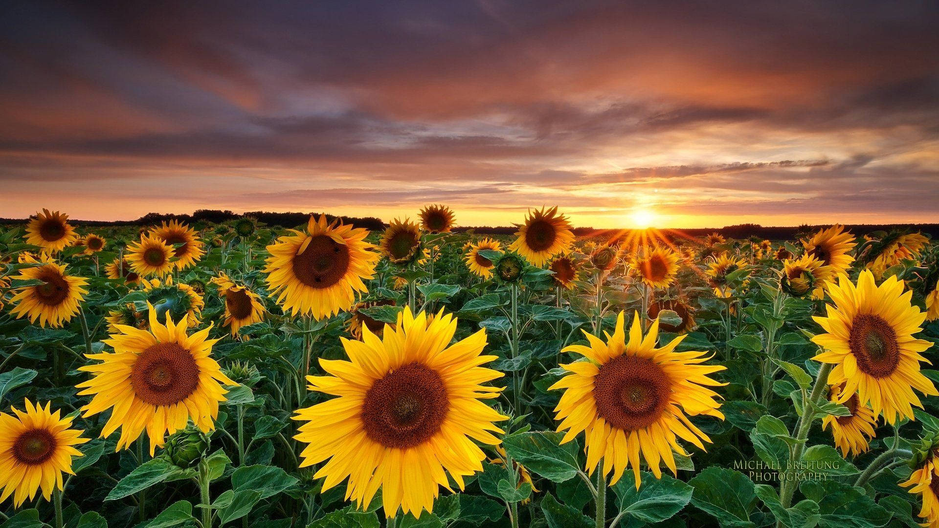 sunflowers field, sunset, pink sunset, Full HD Desktop Wallpaper