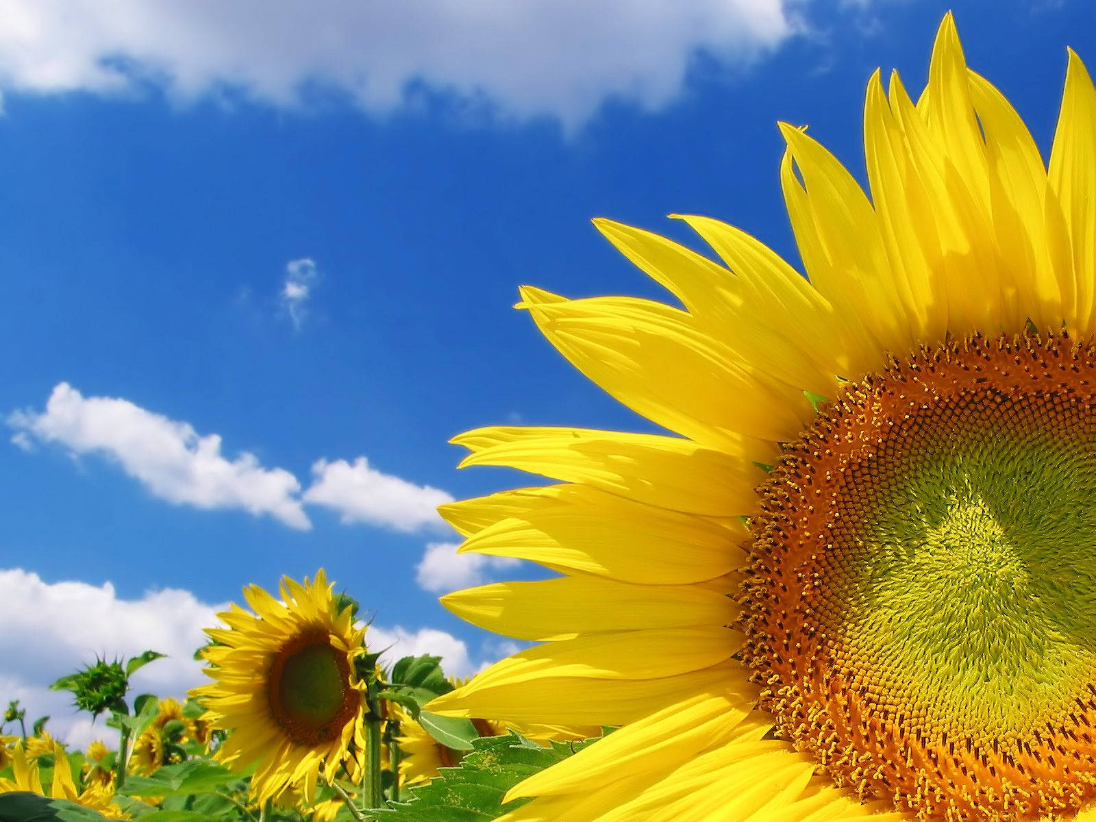 bright sunflowers, vibrant sunflower field, bright blue sky, HD Desktop Wallpaper