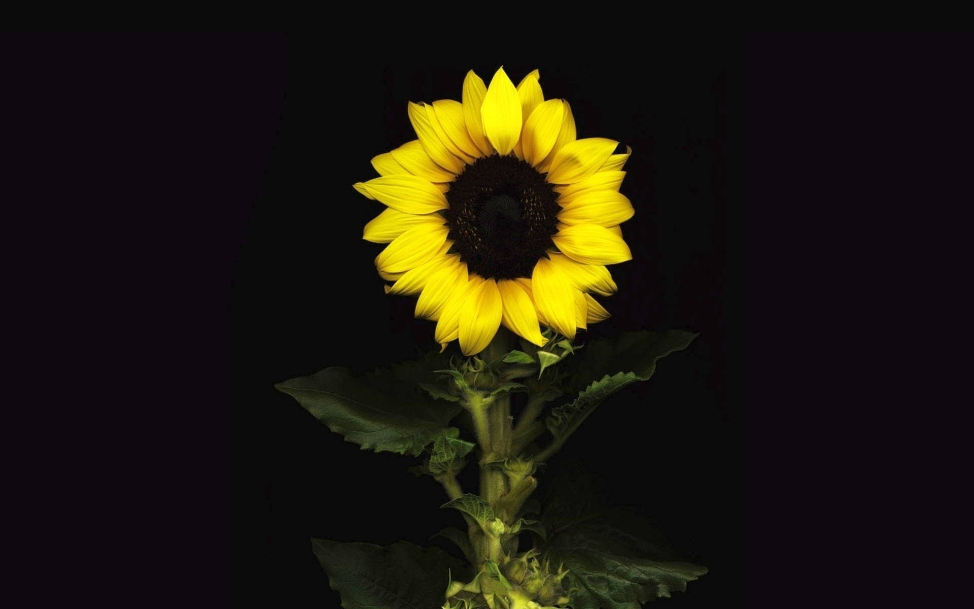 sunflower, bright yellow petals, dark center, Full HD Desktop Wallpaper