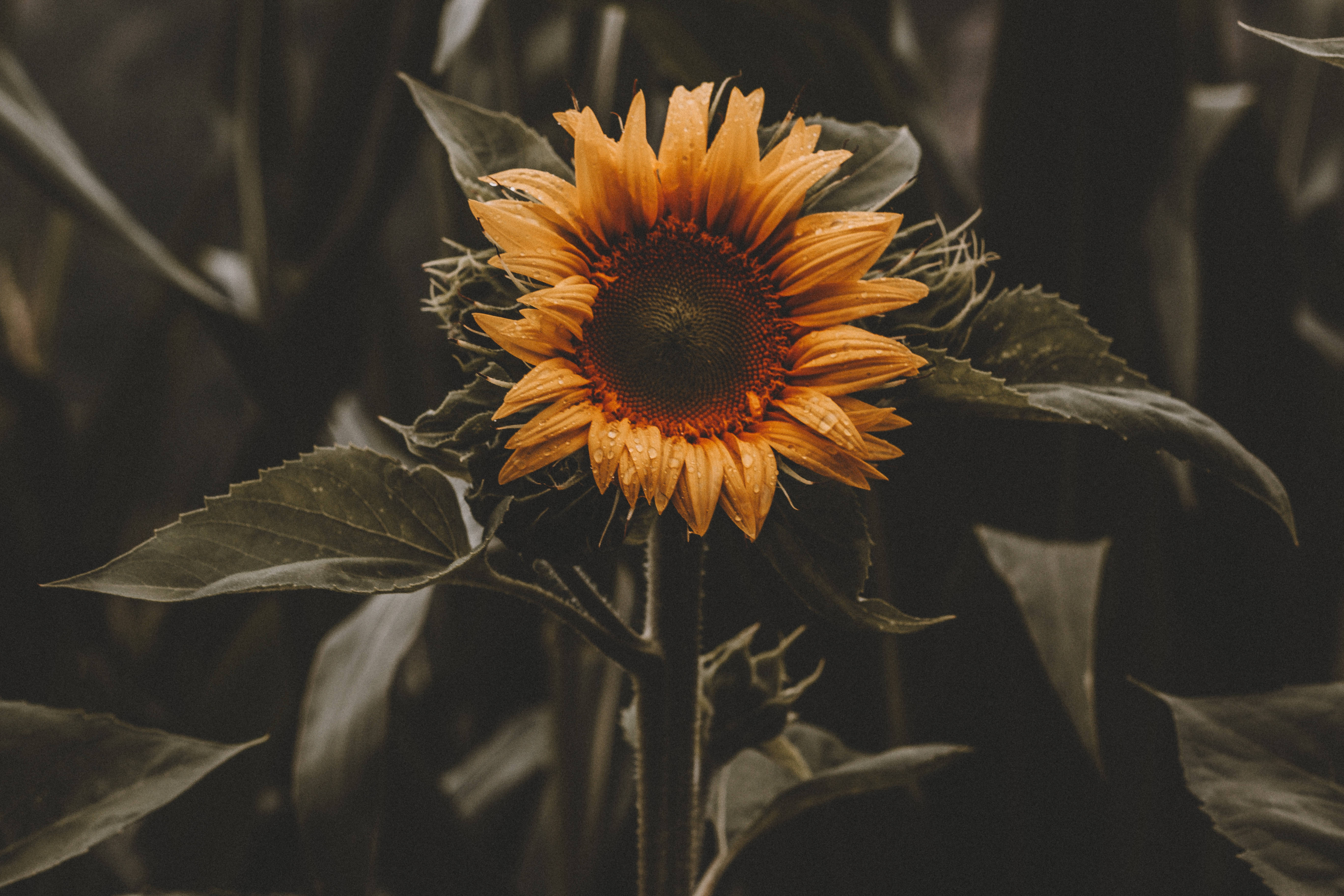 Sunflower, blue sky, dew drops, 5K Desktop Wallpaper