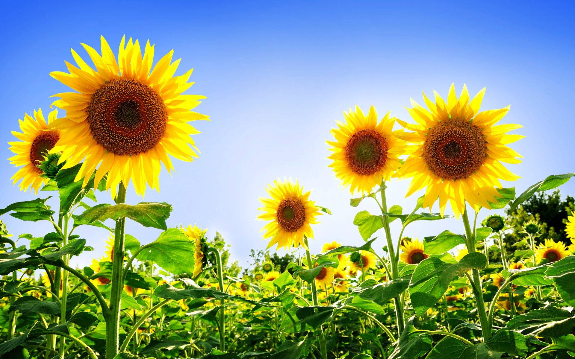 sunflowers, summer, clear blue sky, Full HD Desktop Wallpaper