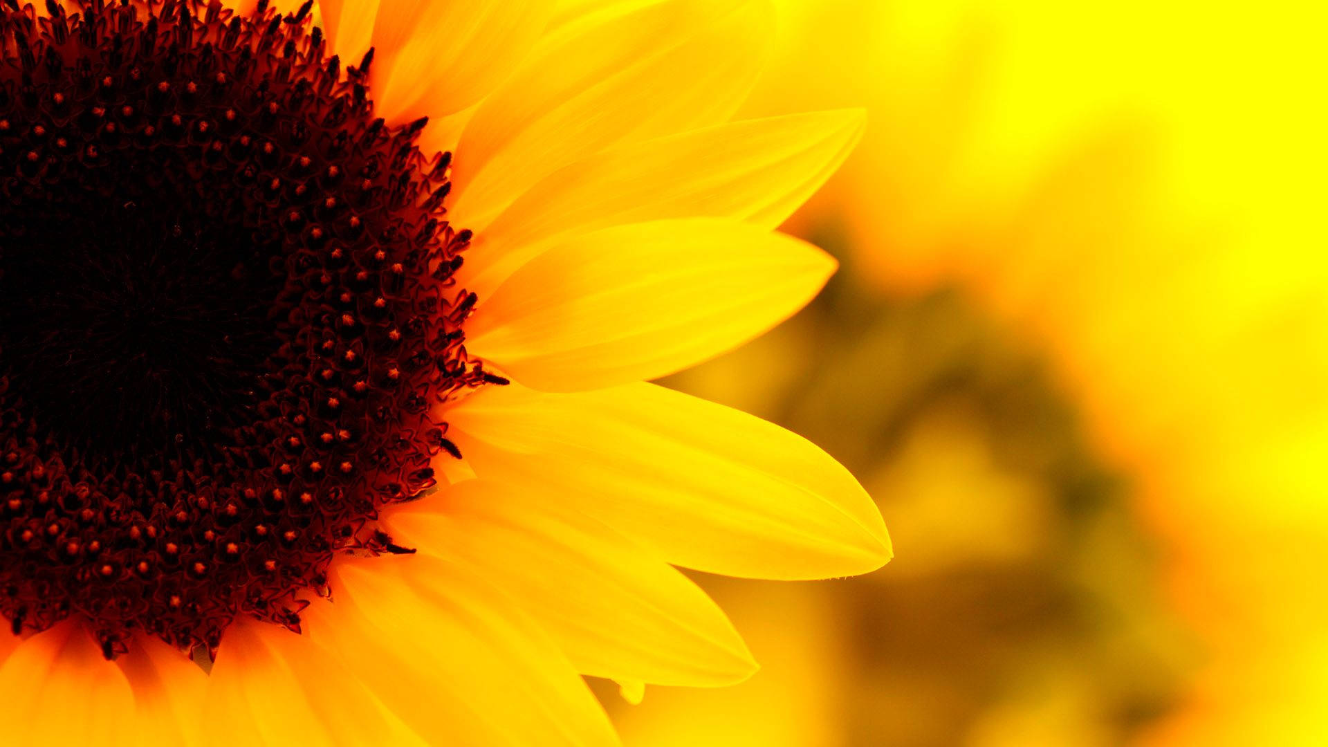 yellow sunflower, bright yellow, rich yellow petals, Full HD Desktop Wallpaper
