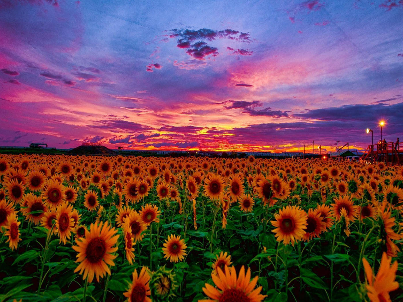 sunflower field, pink sunset, purple pink and orange sunset sky, HD Desktop Wallpaper
