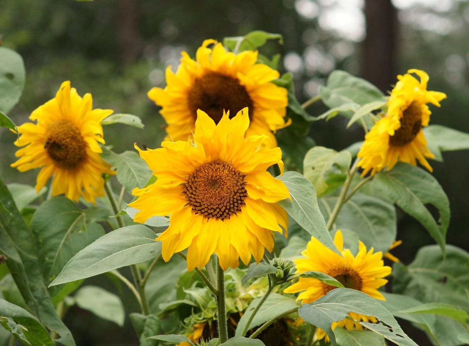 summer sunflowers, vibrant yellow, lush green leaves, HD Desktop Wallpaper