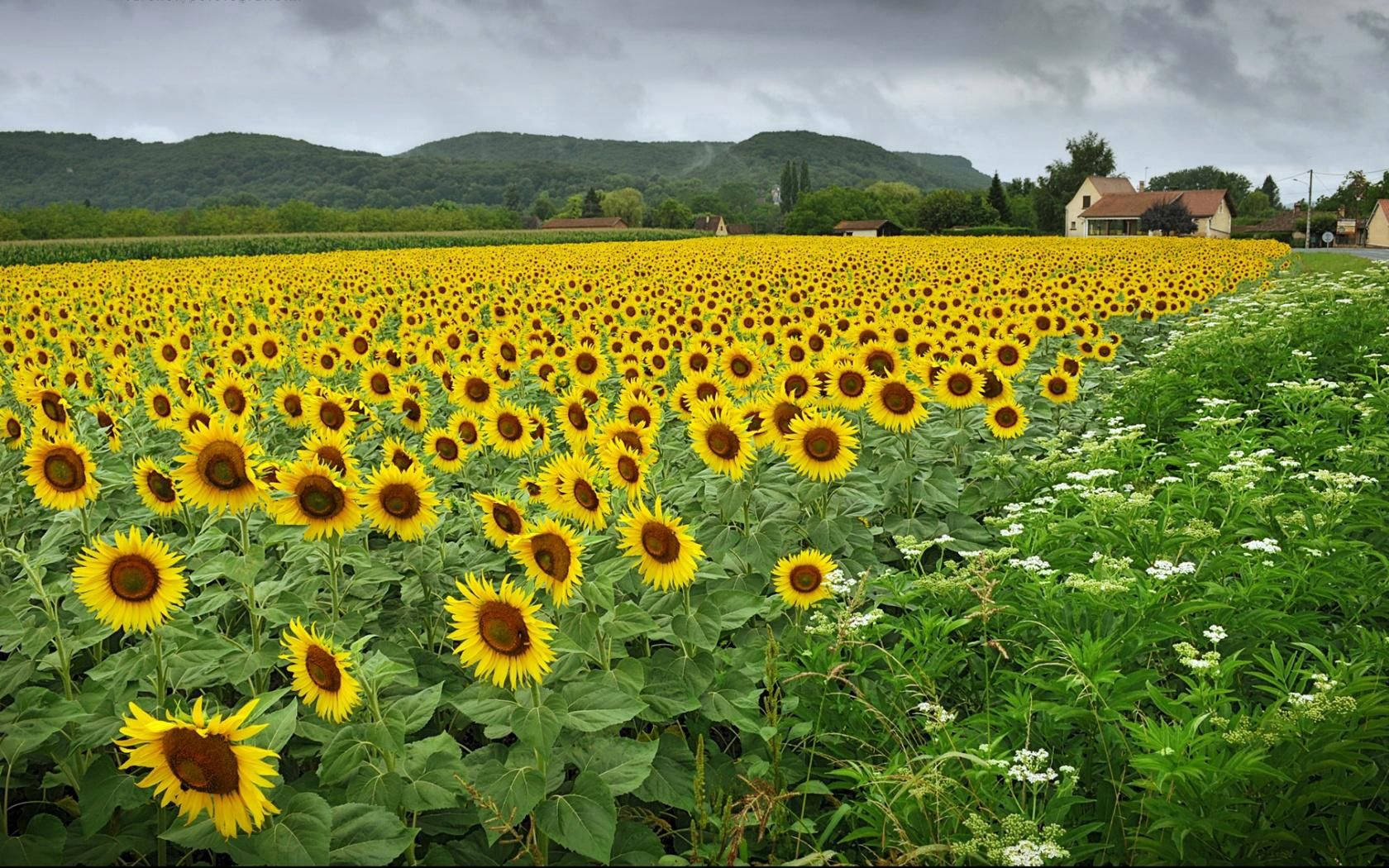 sunflowers, bright yellow, field, HD Desktop Wallpaper