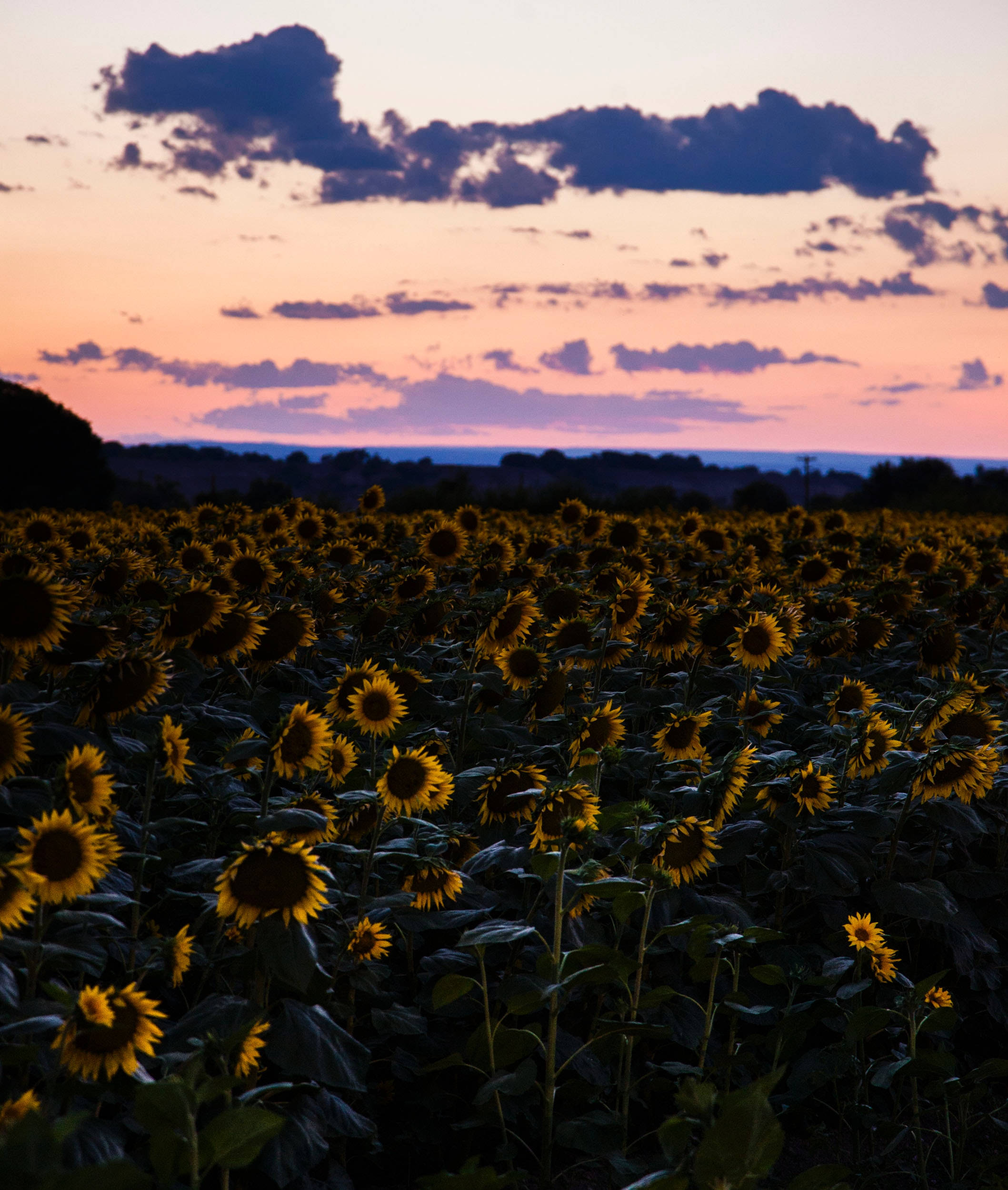 sunflowers, pink sky, twilight sky, Full HD Phone Wallpaper