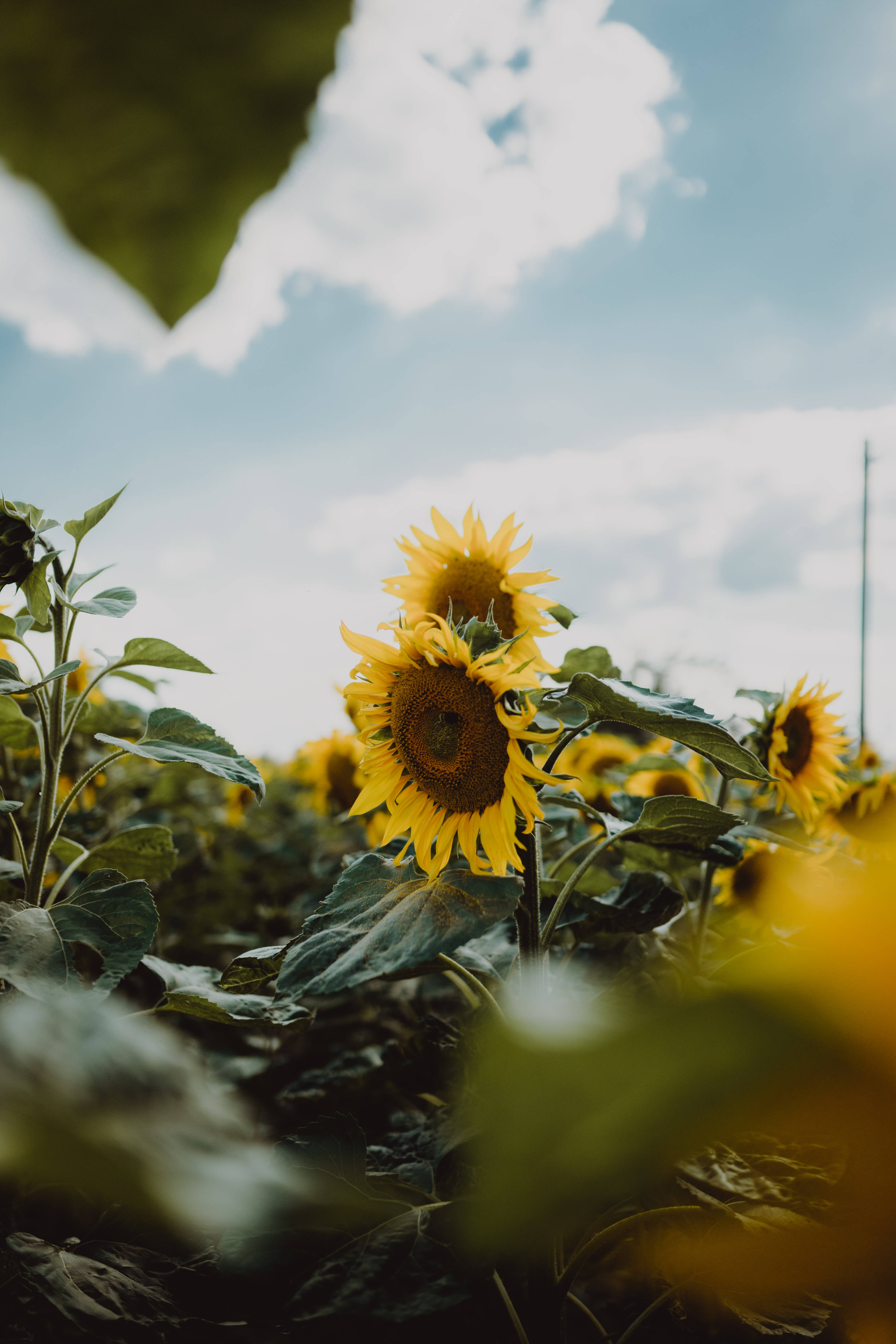 sunflowers, field, blue sky, 5K Phone Wallpaper