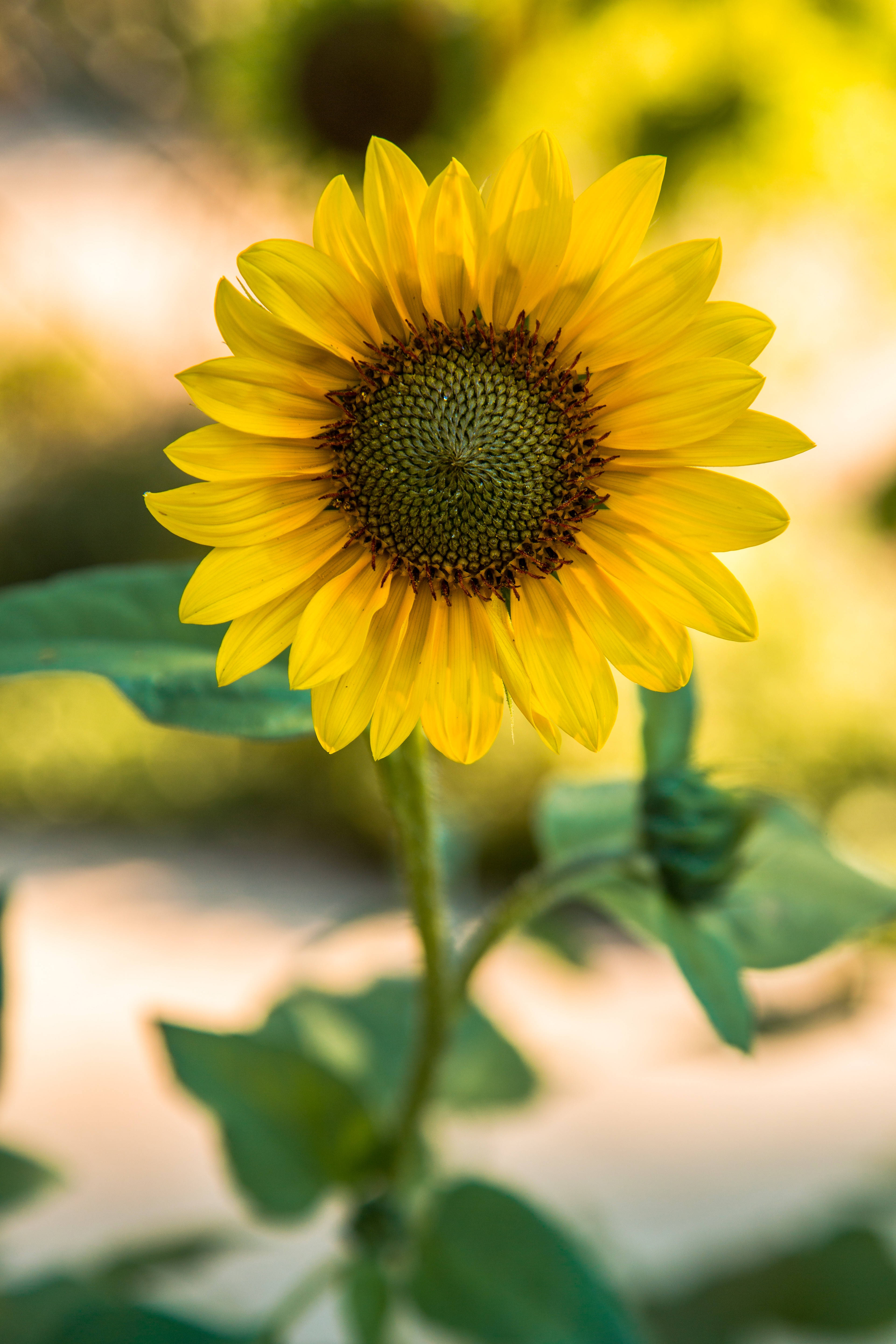 sunflower, vibrant yellow, detailed petals, 5K Phone Wallpaper