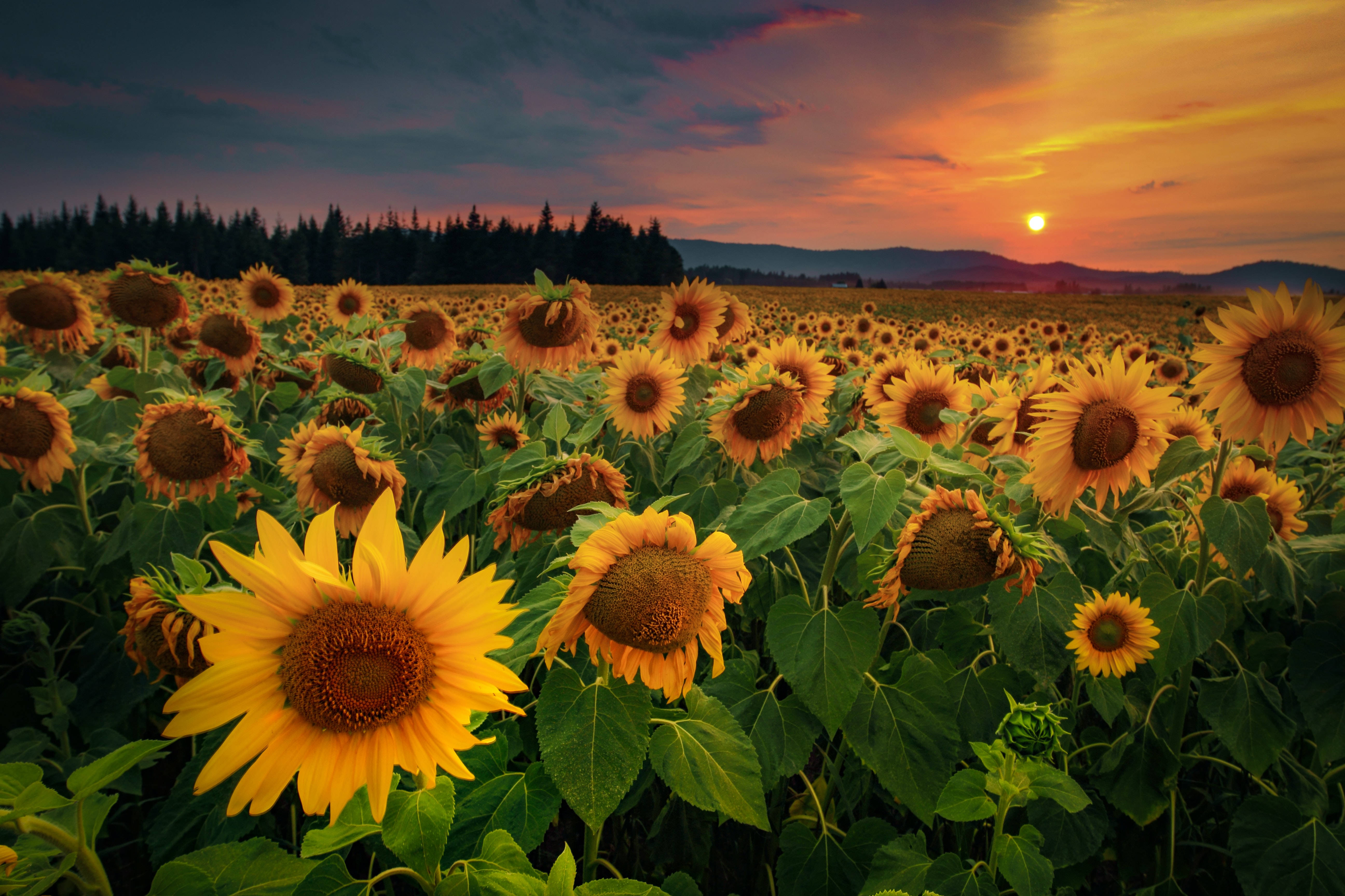 sunflower field, sunset, orange clouds, 5K Desktop Wallpaper