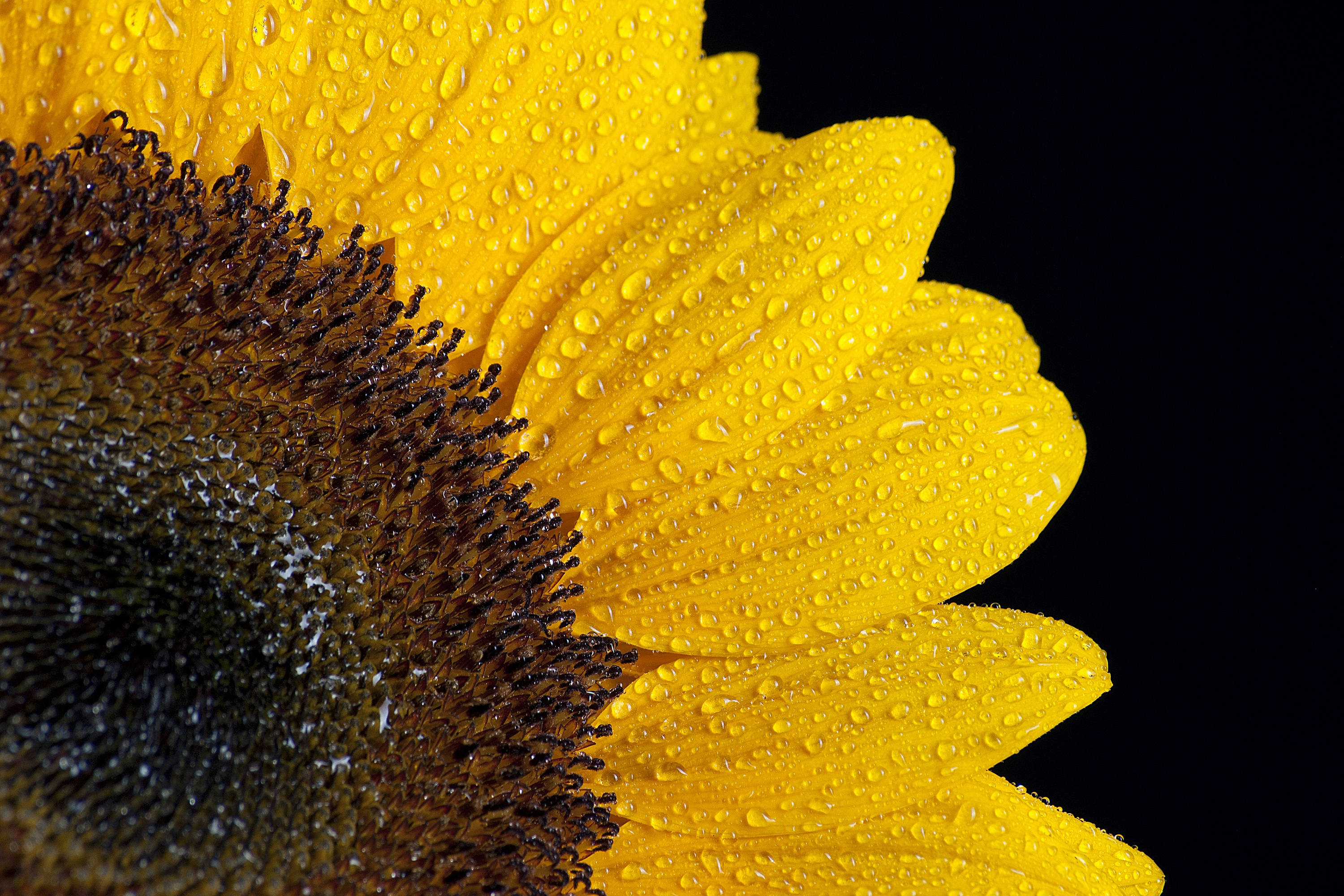 Sunflower, water drops, glistening, 2K Desktop Wallpaper